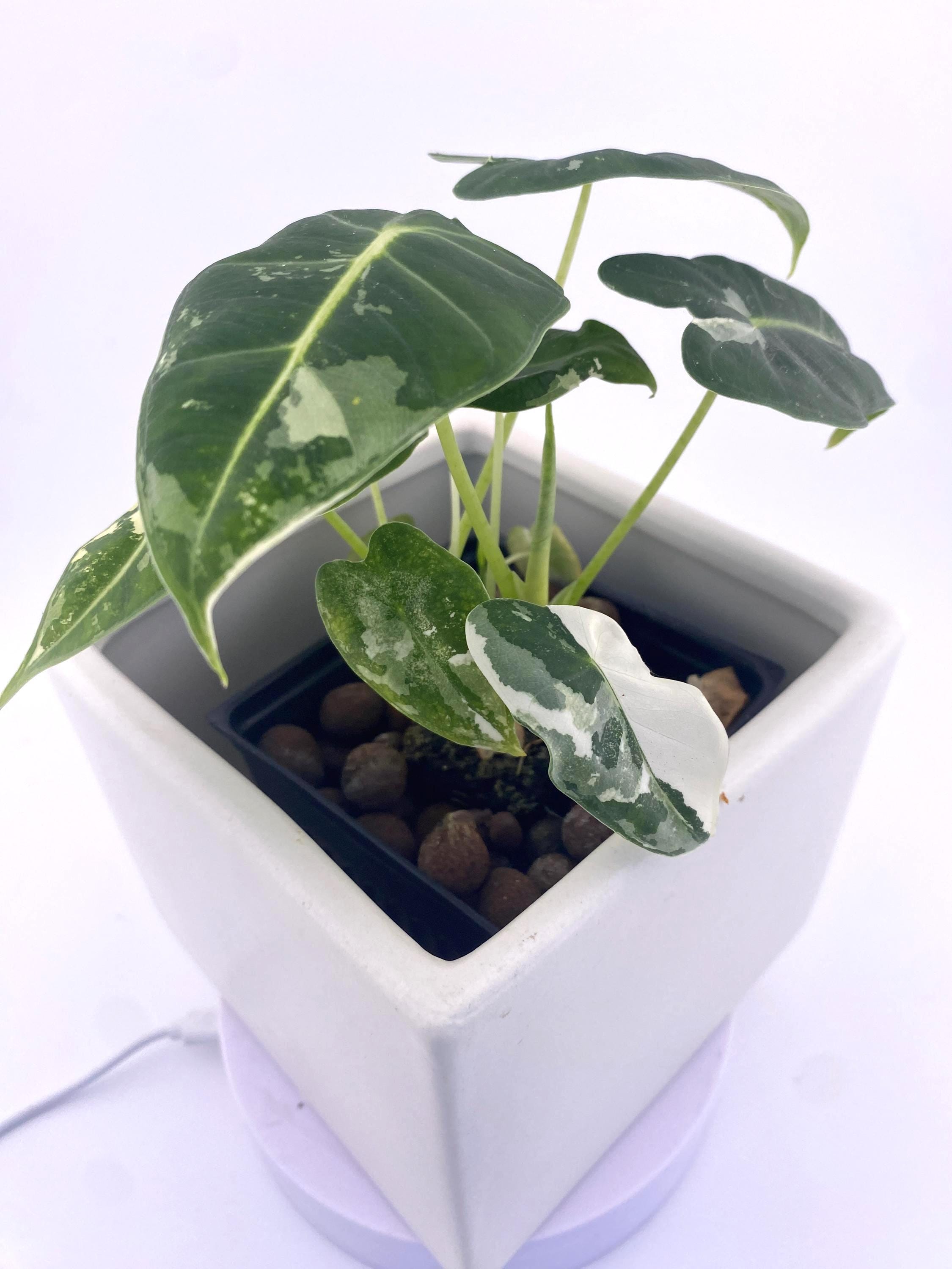 Alocasia Frydek * Exact Plant