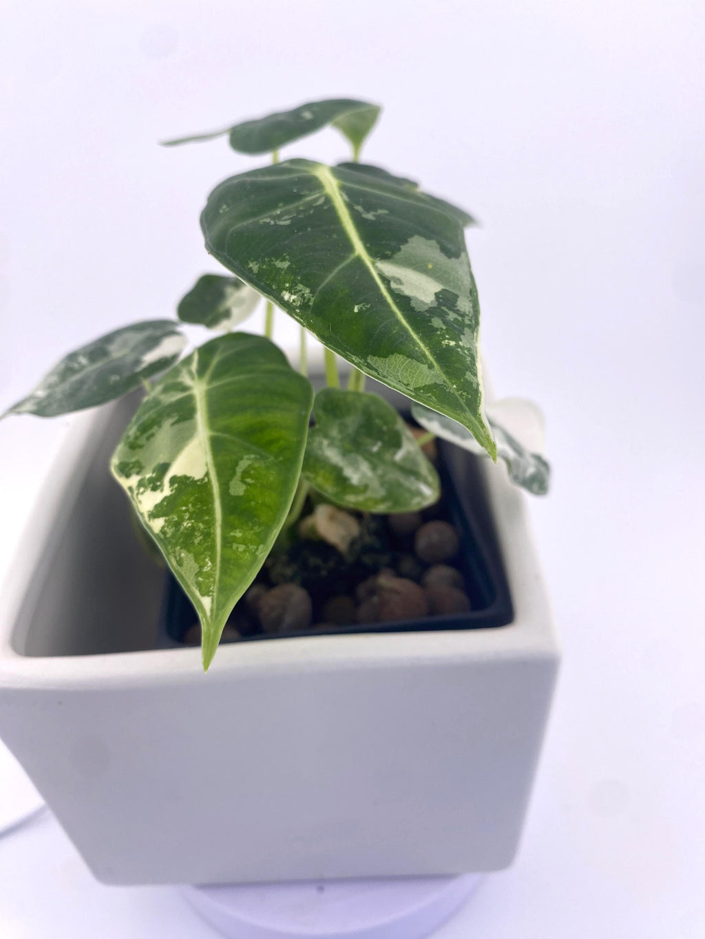 Alocasia Frydek * Exact Plant