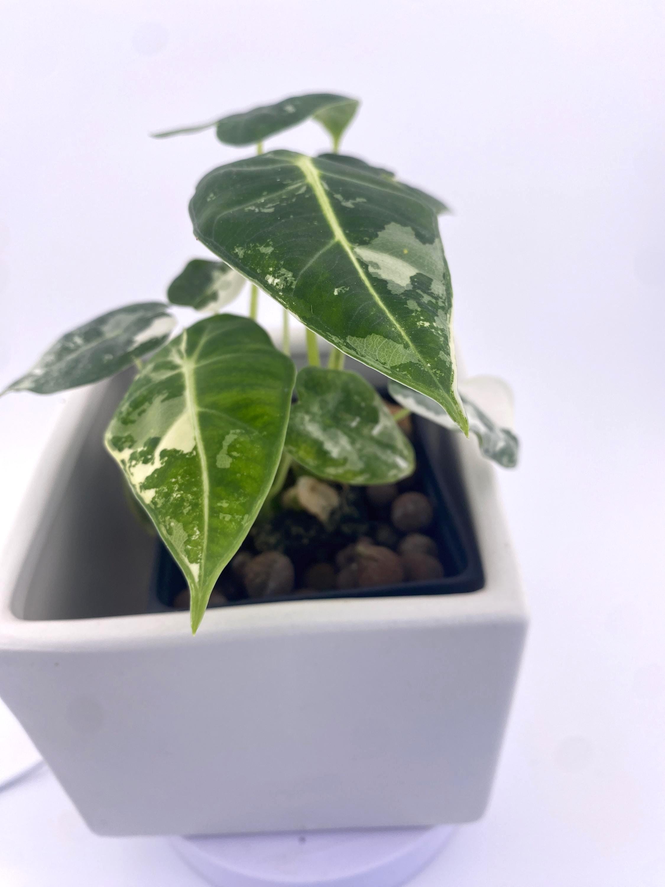 Alocasia Frydek * Exact Plant
