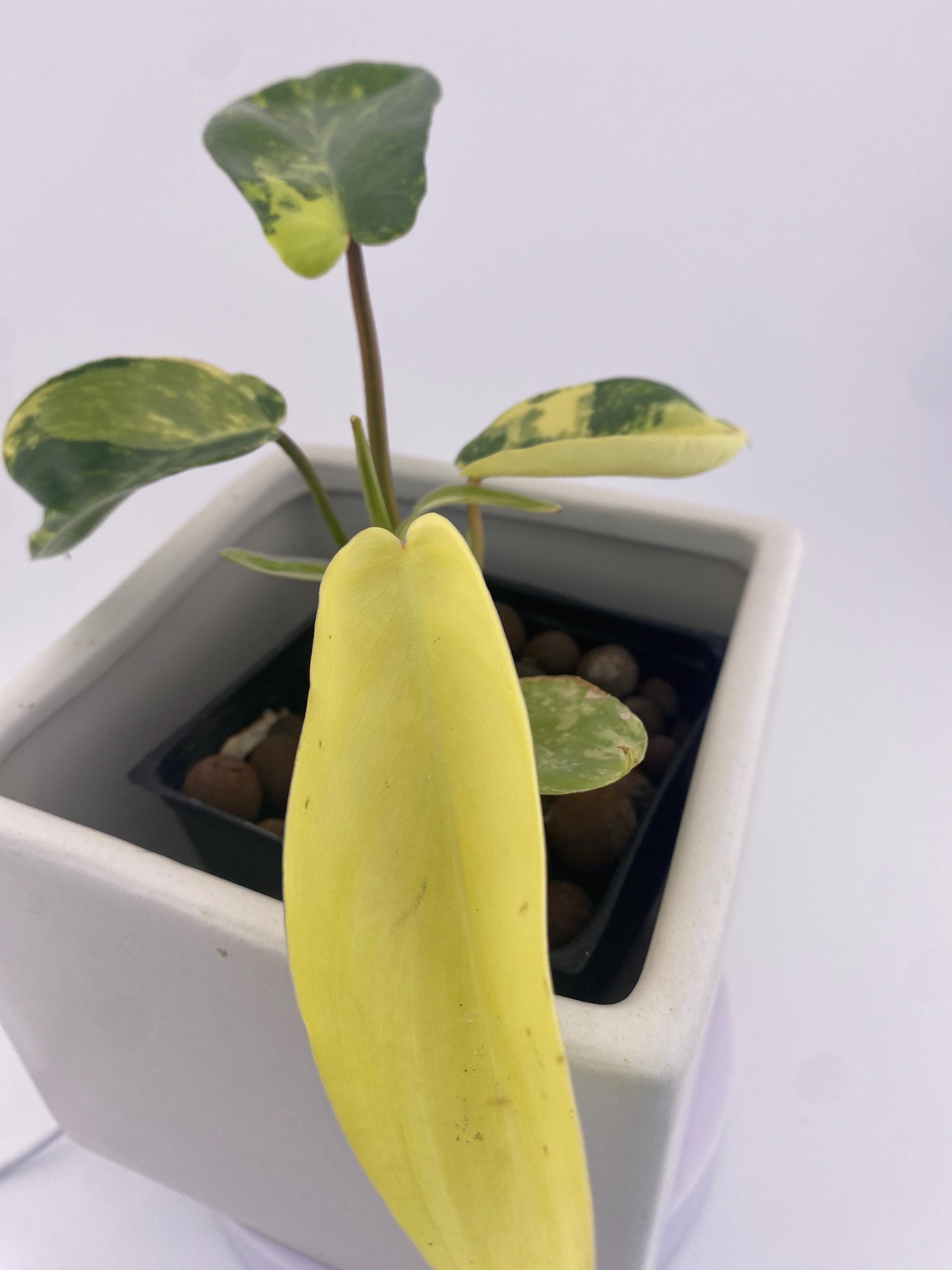 Variegated Philodendron Green Congo * Exact Plant *