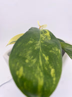 Variegated Philodendron Green Congo * Exact Plant *