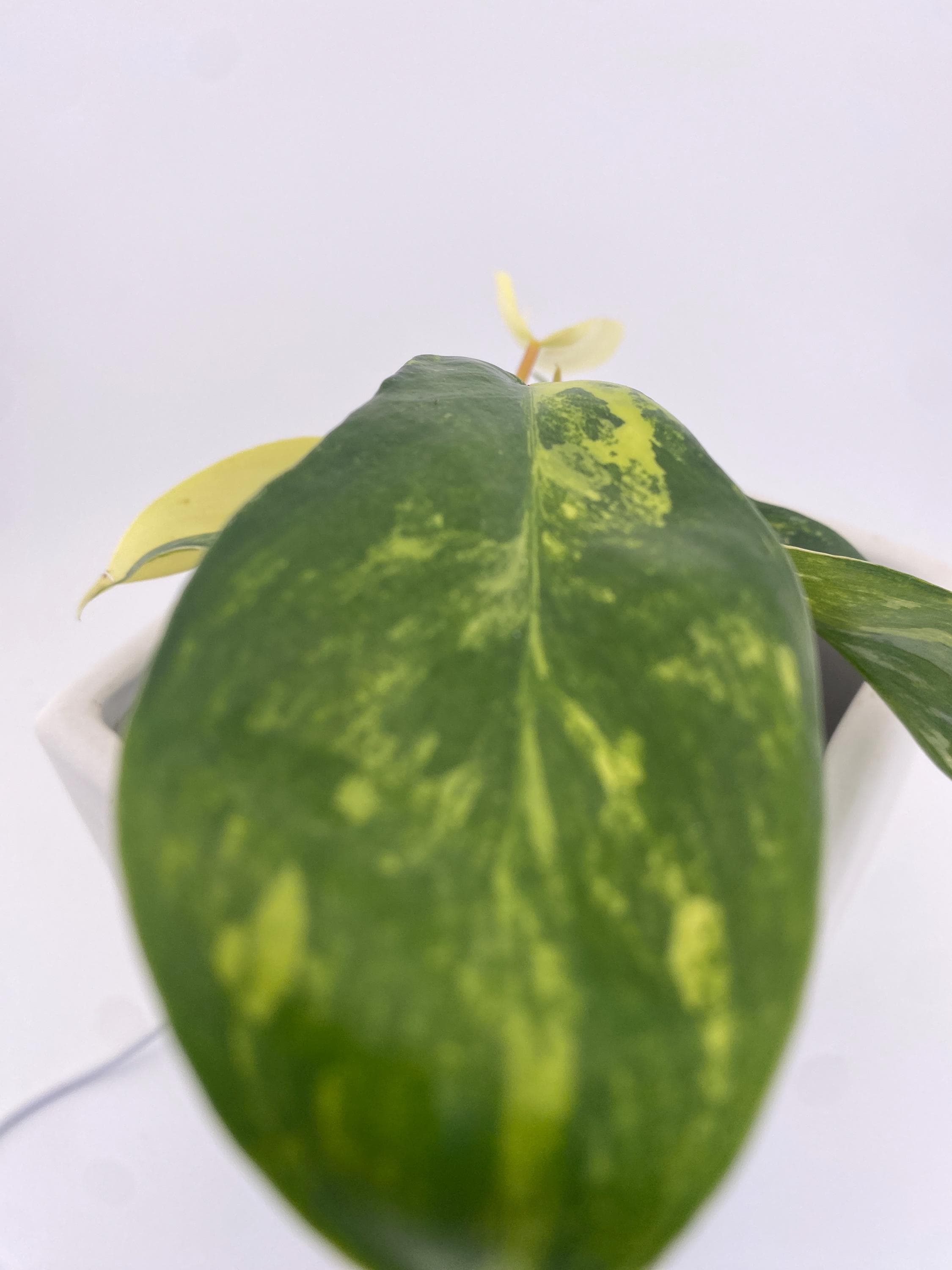 Variegated Philodendron Green Congo * Exact Plant *