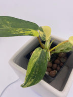 Variegated Philodendron Green Congo * Exact Plant *