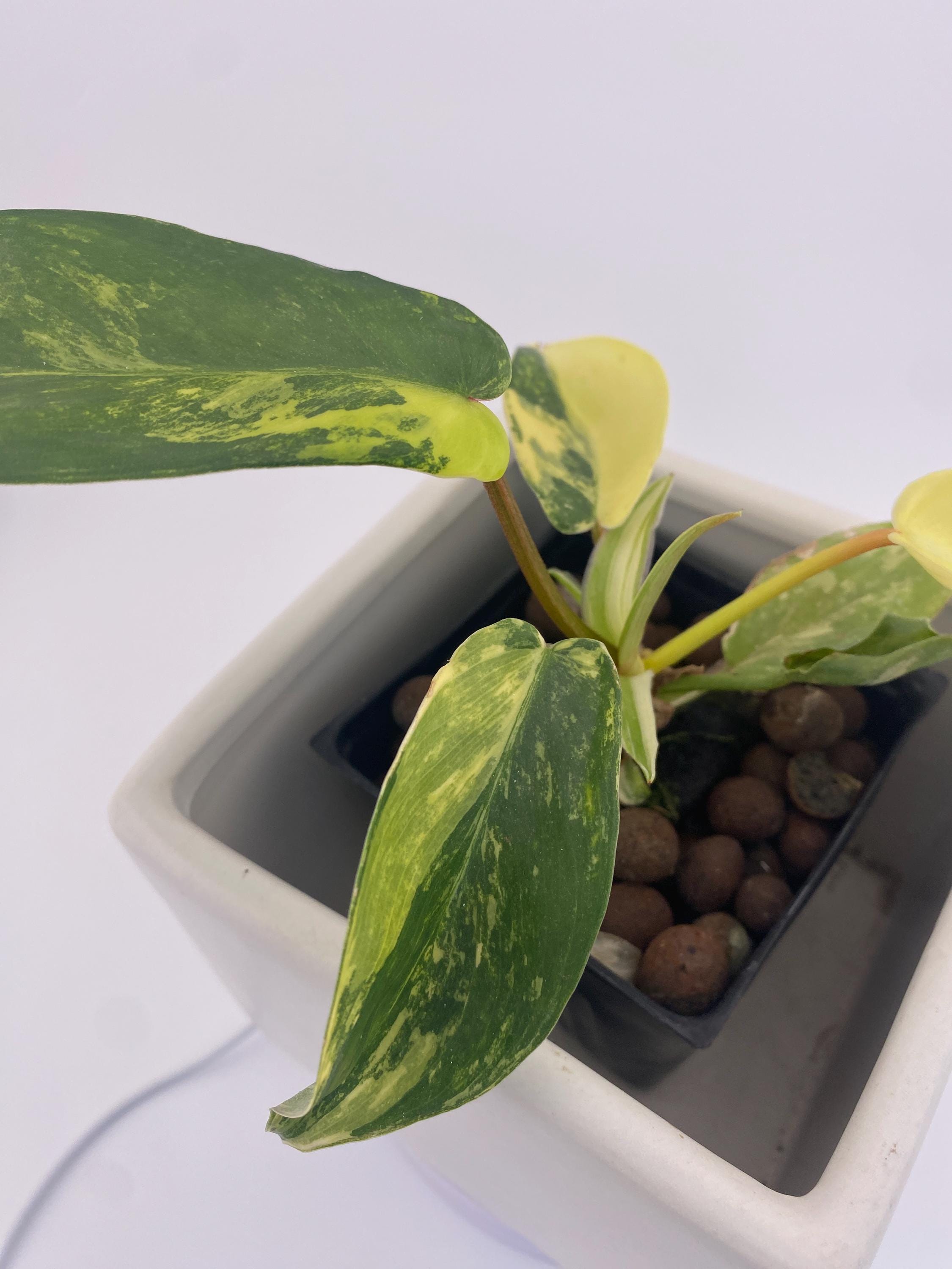 Variegated Philodendron Green Congo * Exact Plant *
