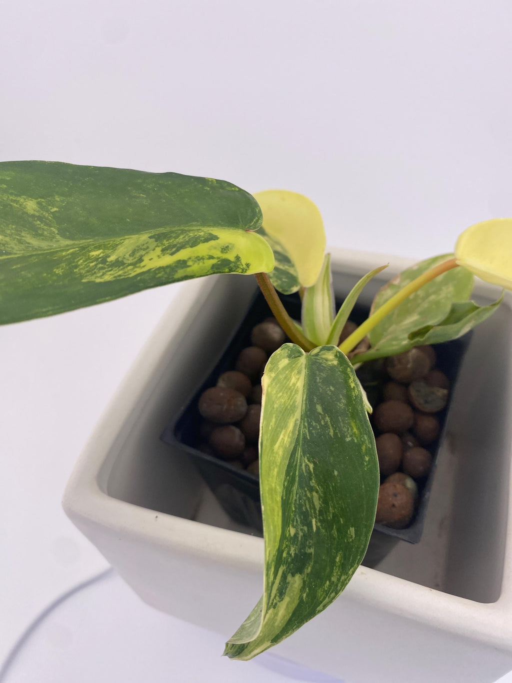 Variegated Philodendron Green Congo * Exact Plant *