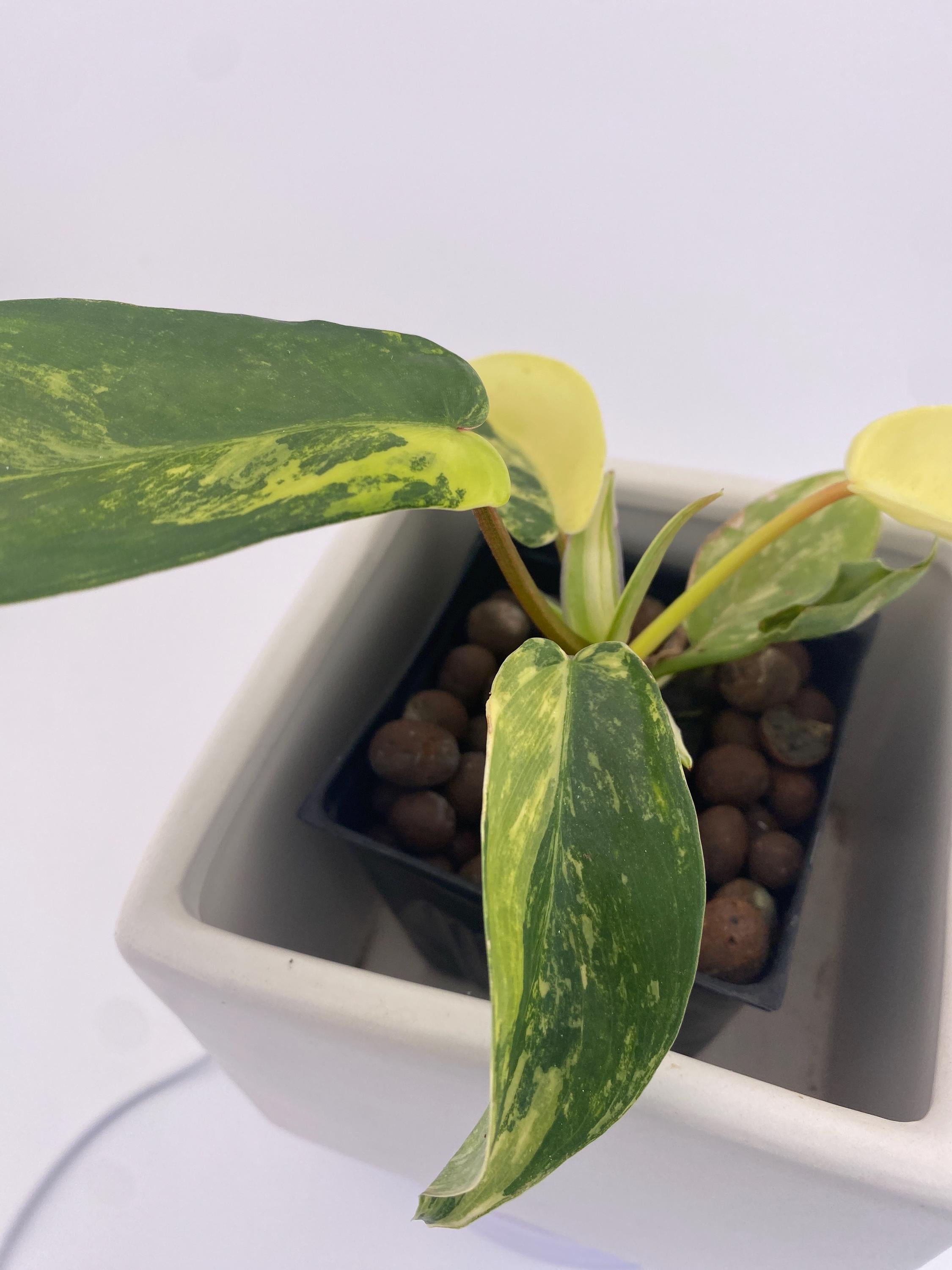 Variegated Philodendron Green Congo * Exact Plant *