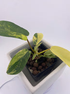 Variegated Philodendron Green Congo * Exact Plant *