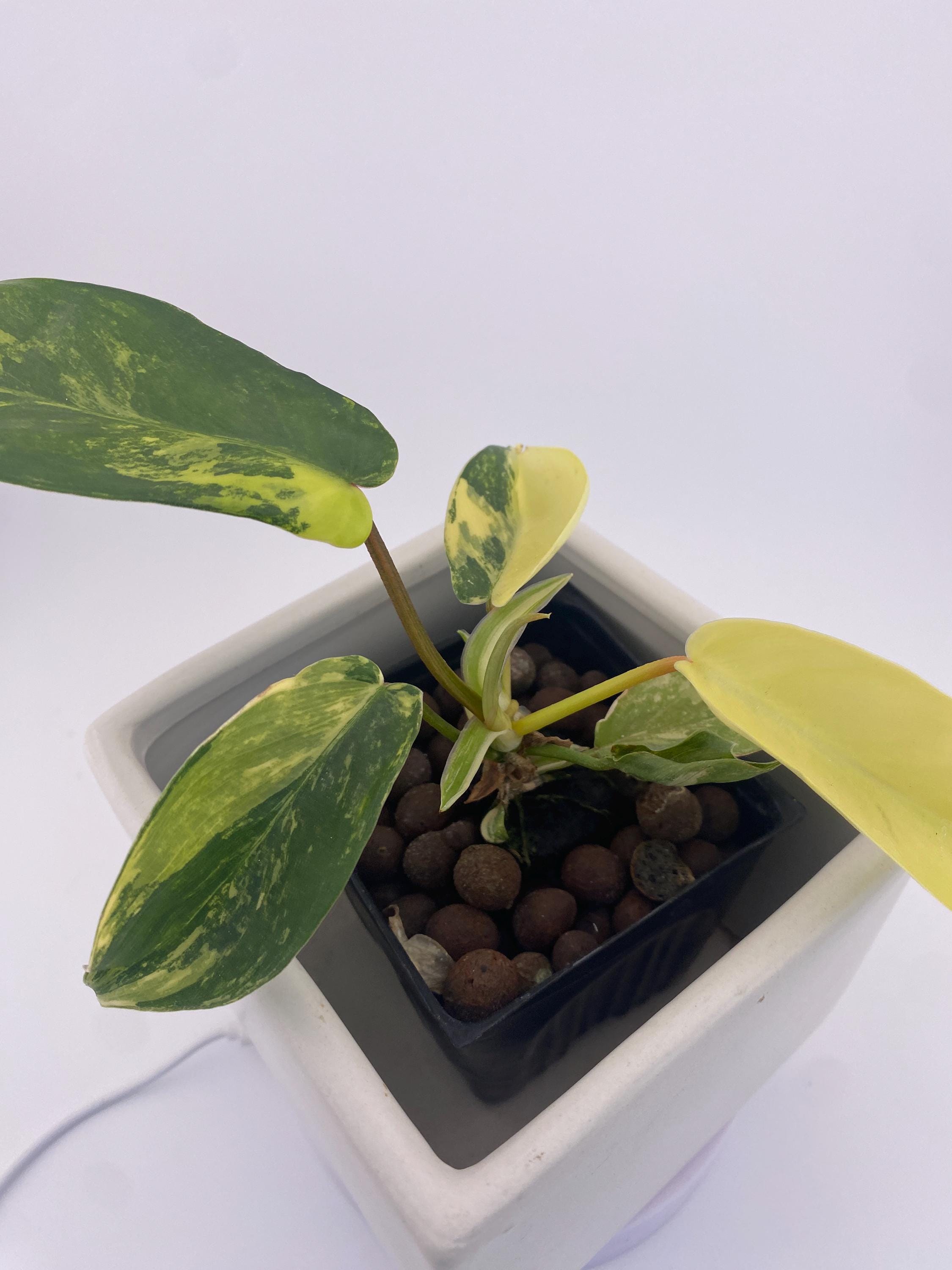 Variegated Philodendron Green Congo * Exact Plant *