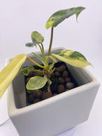 Variegated Philodendron Green Congo * Exact Plant *