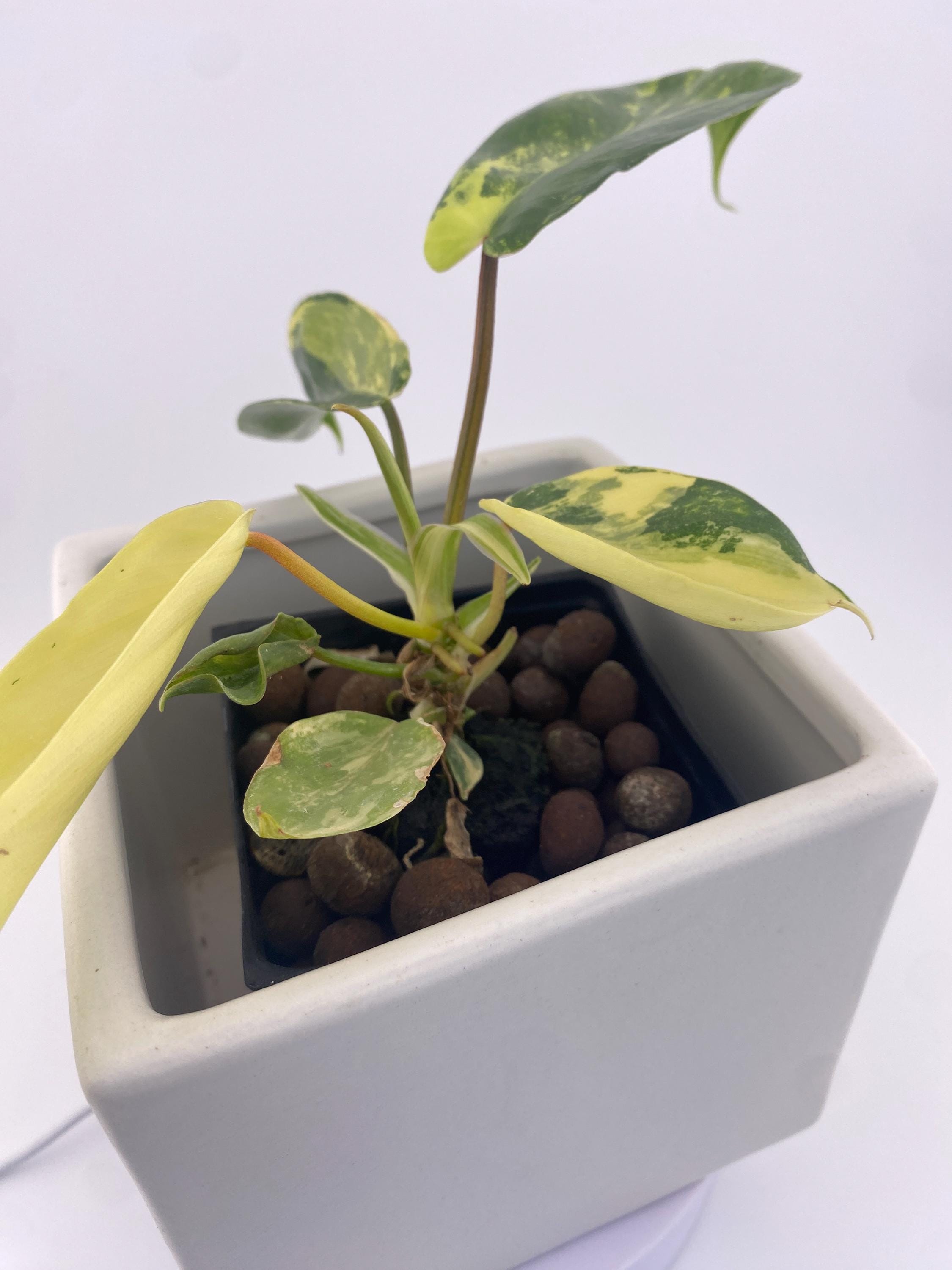 Variegated Philodendron Green Congo * Exact Plant *