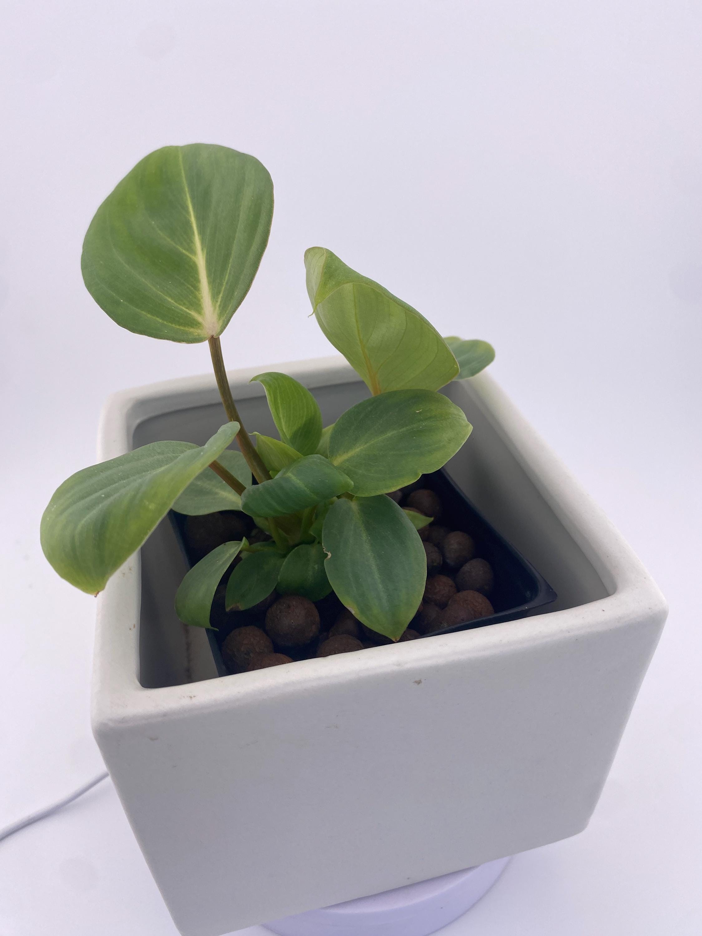 Philodendron Gloriosum * Exact Plant
