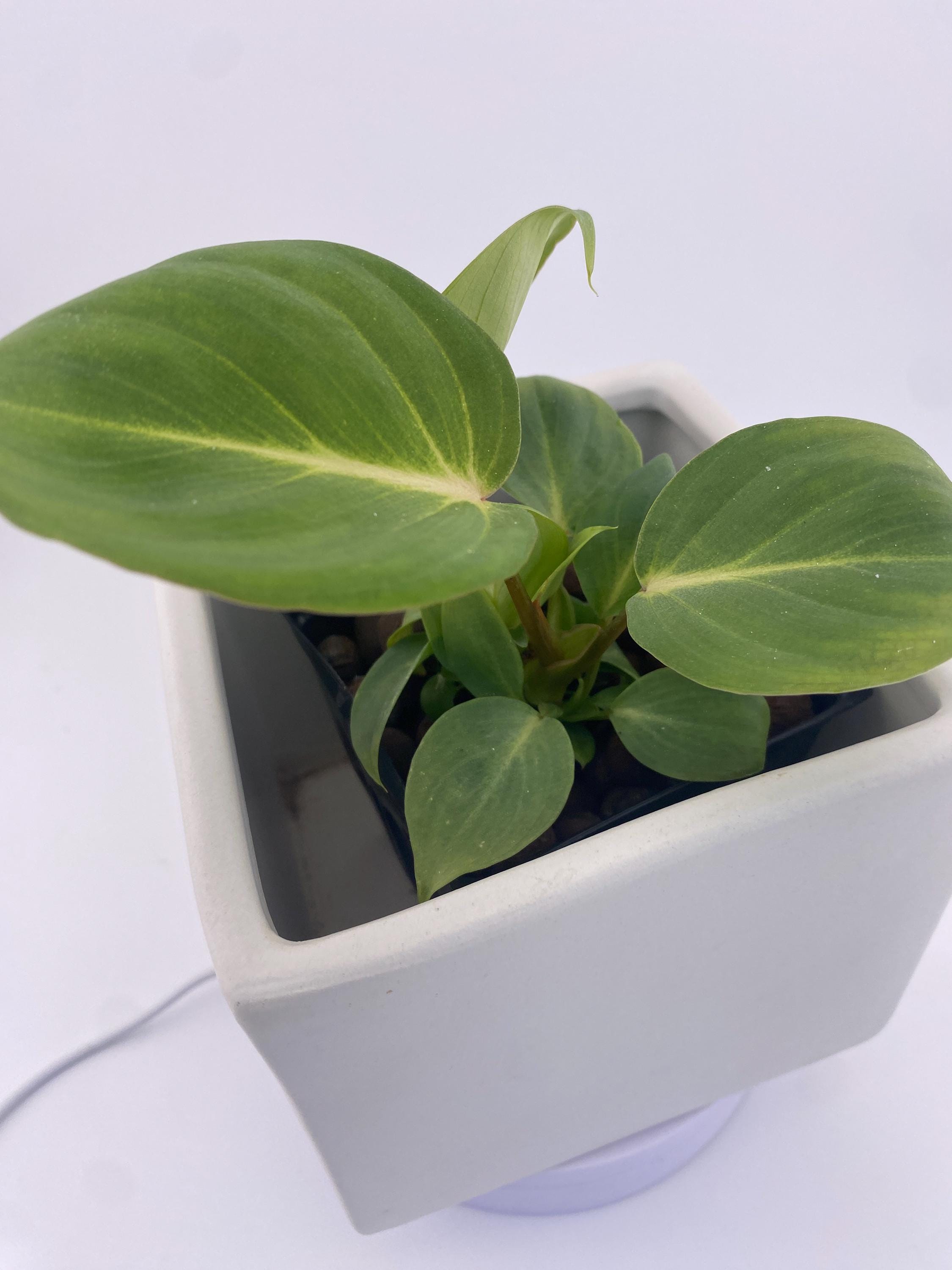 Philodendron Gloriosum * Exact Plant