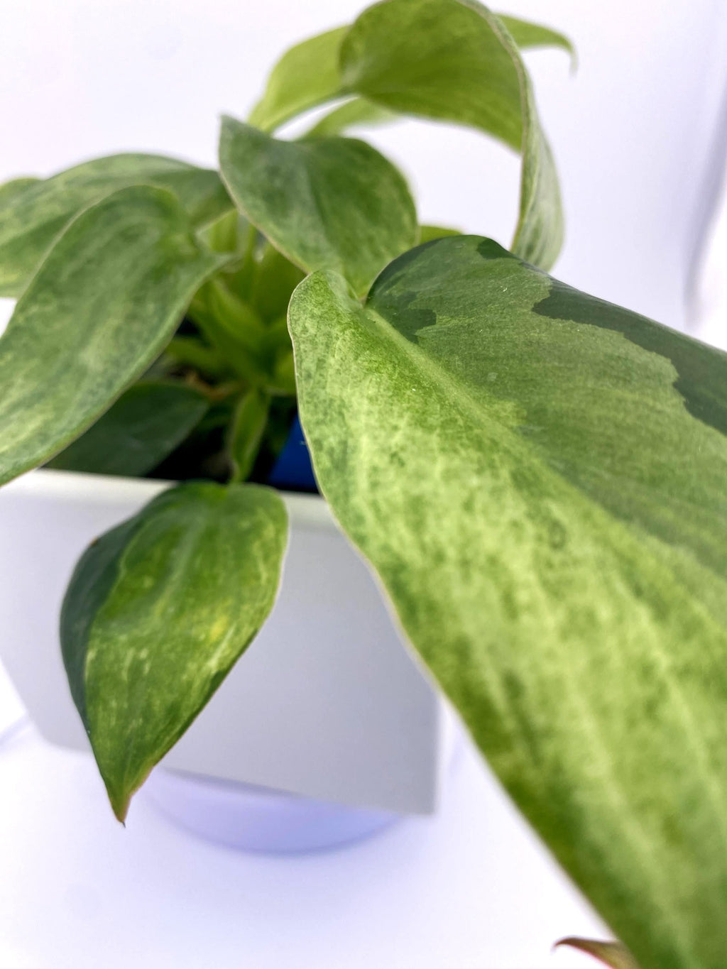 Philodendron Variegated Longilobatum * Exact Plant
