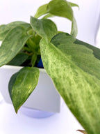 Philodendron Variegated Longilobatum * Exact Plant