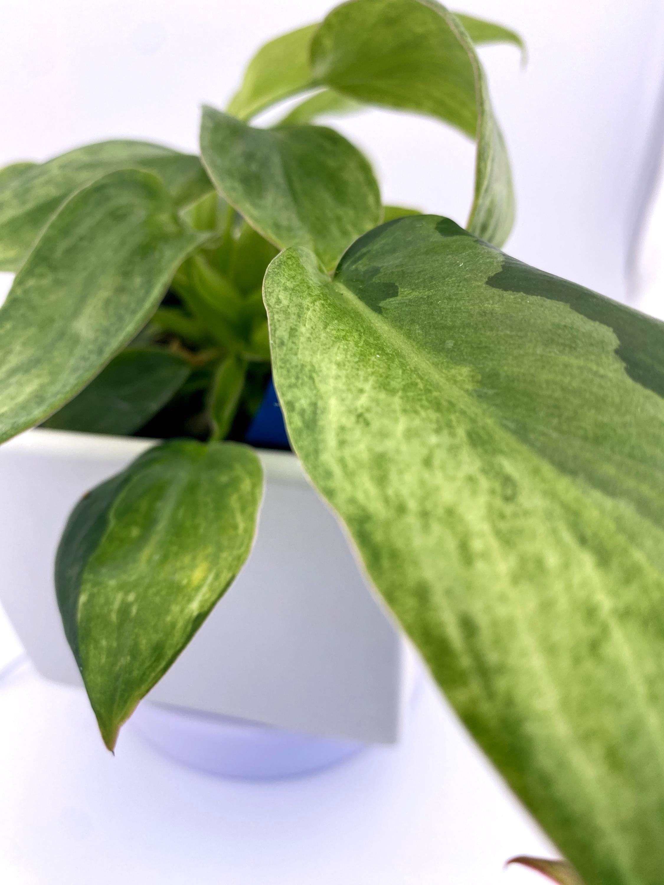 Philodendron Variegated Longilobatum * Exact Plant