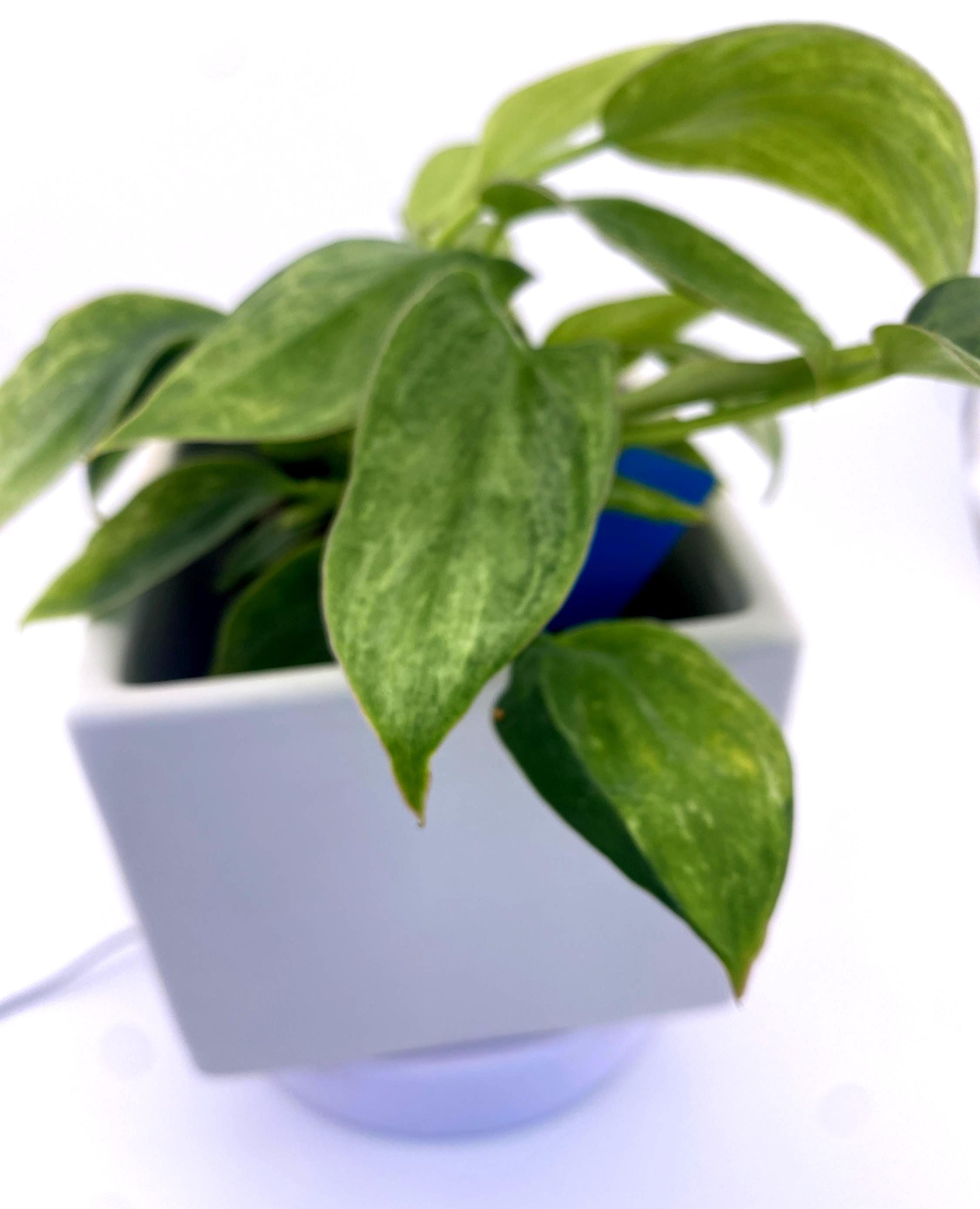 Philodendron Variegated Longilobatum * Exact Plant