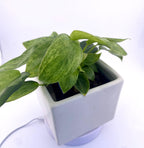 Philodendron Variegated Longilobatum * Exact Plant