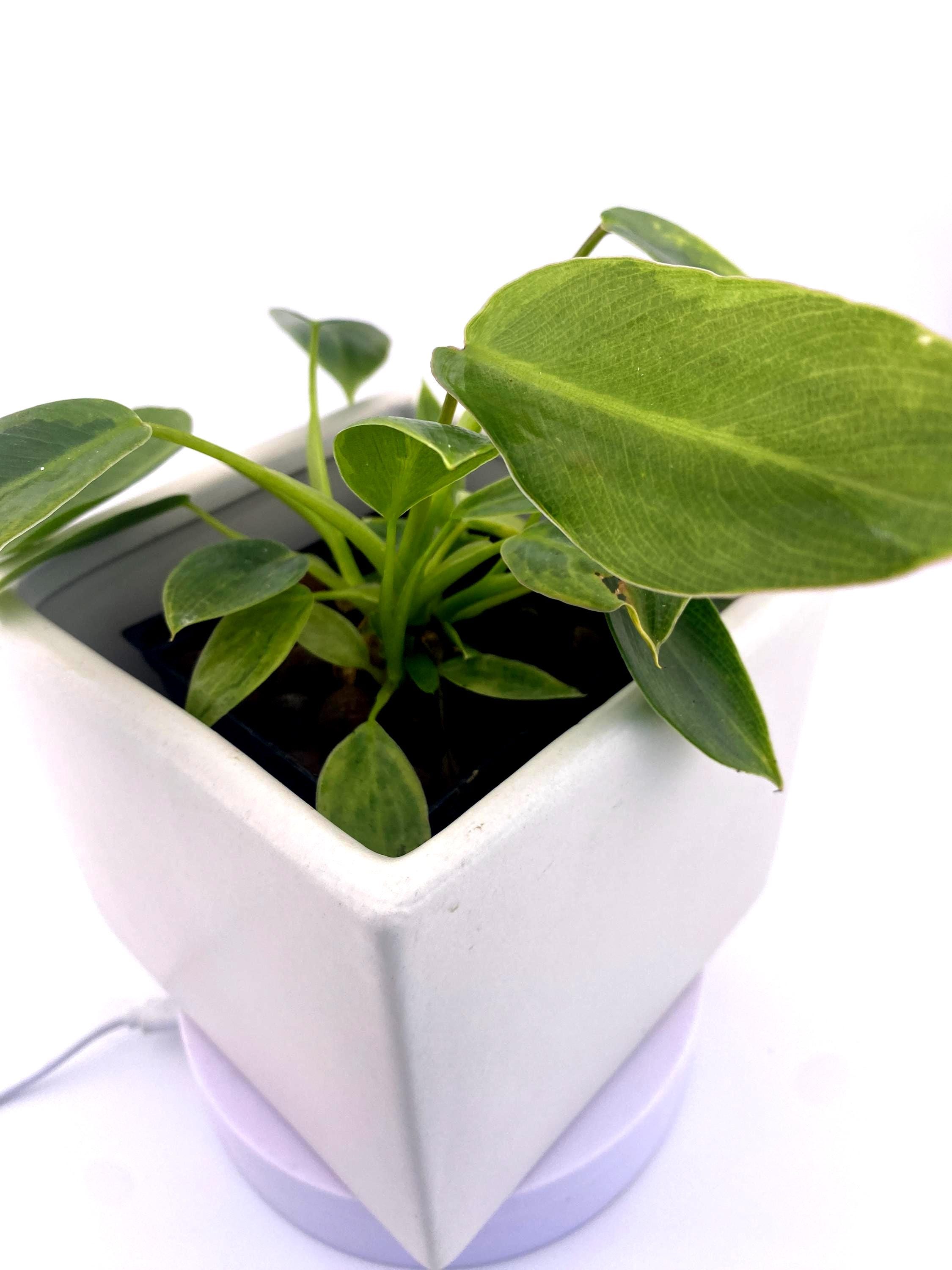 Variegated Philodendron Spiritus Sancti *Exact Young Plant* - Rare Collector's Aroid