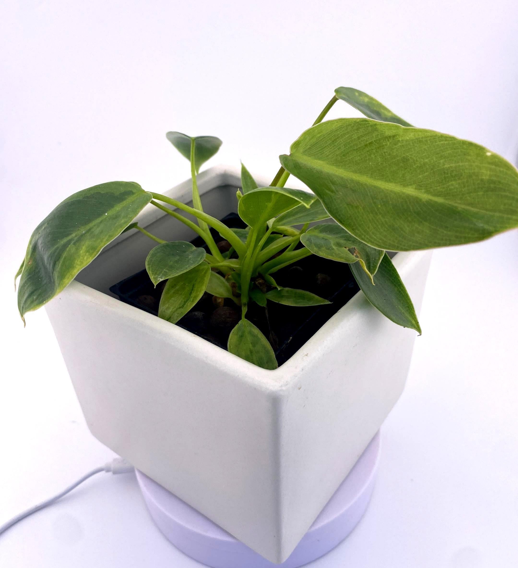 Variegated Philodendron Spiritus Sancti *Exact Young Plant* - Rare Collector's Aroid