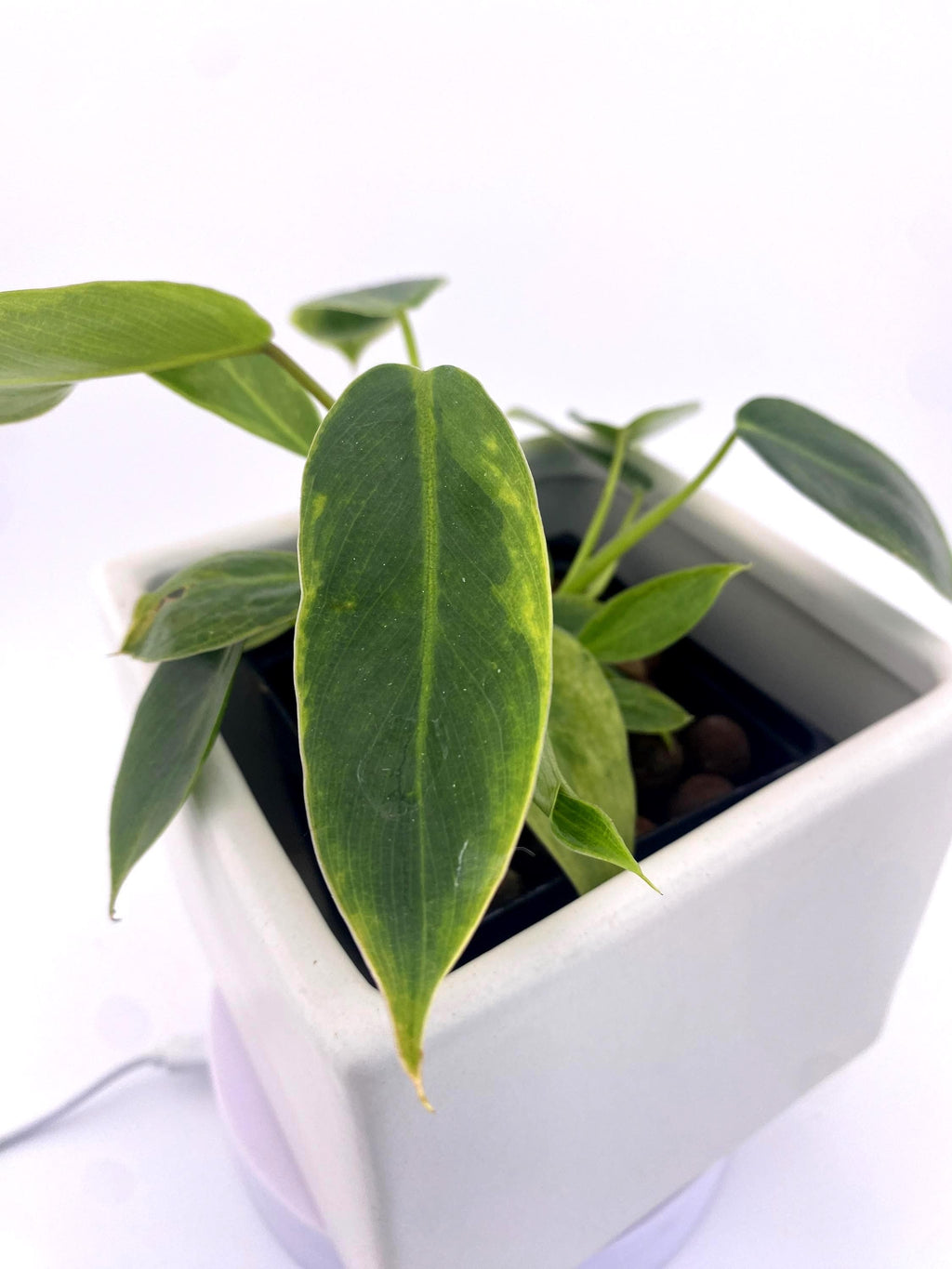 Variegated Philodendron Spiritus Sancti *Exact Young Plant* - Rare Collector's Aroid