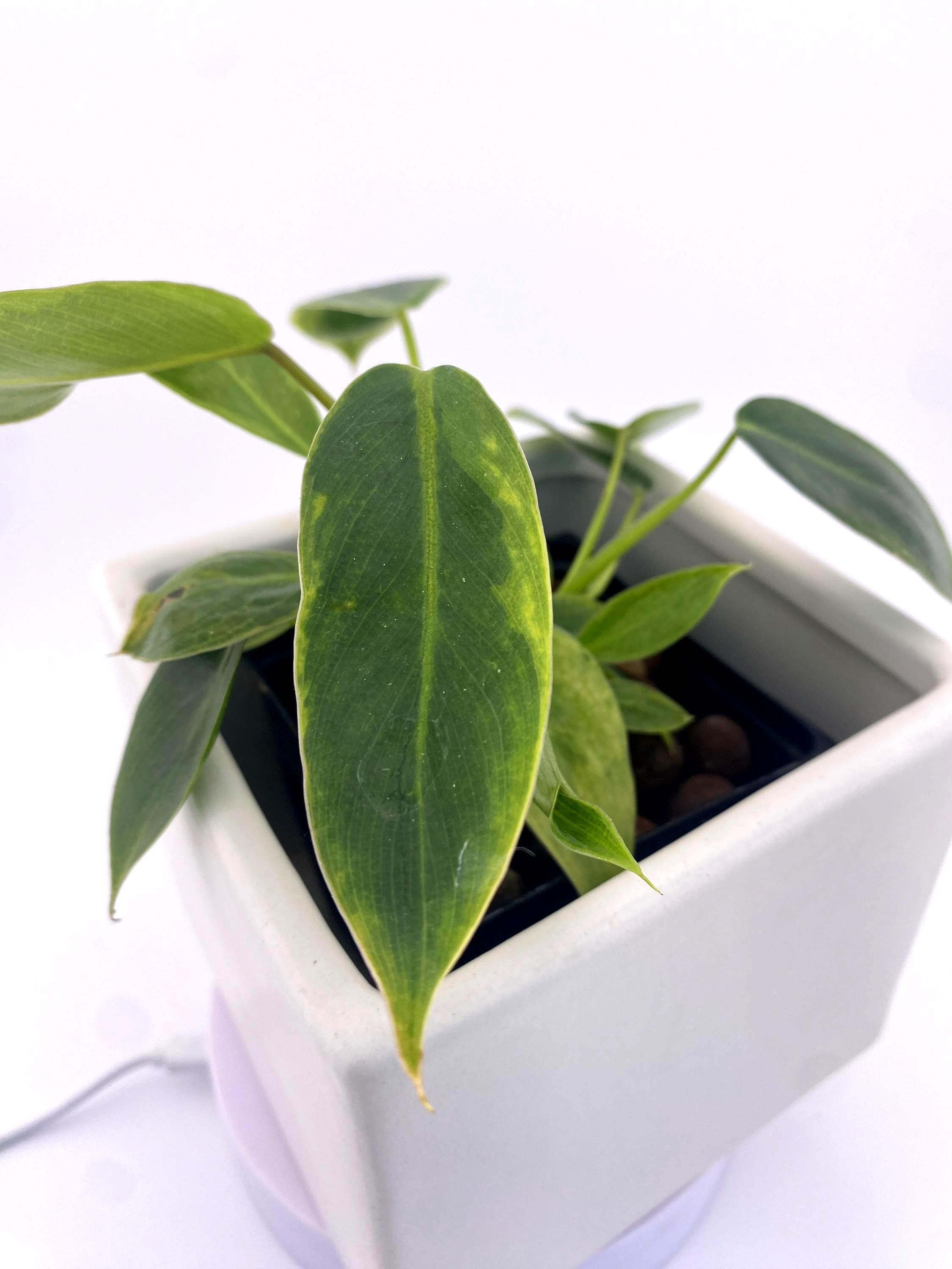 Variegated Philodendron Spiritus Sancti *Exact Young Plant* - Rare Collector's Aroid