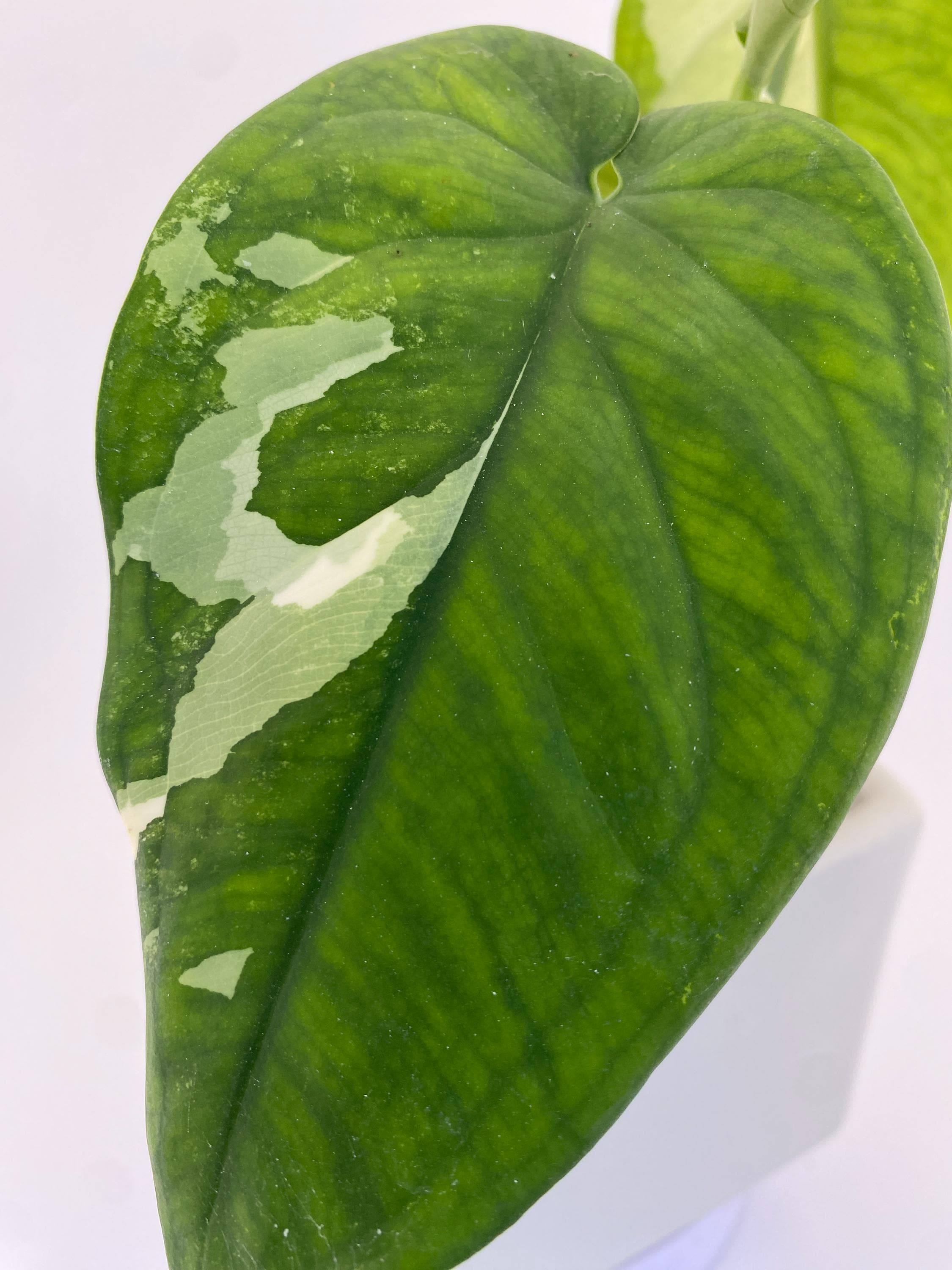 Sygonium Chiapense Variegated Exact Plant