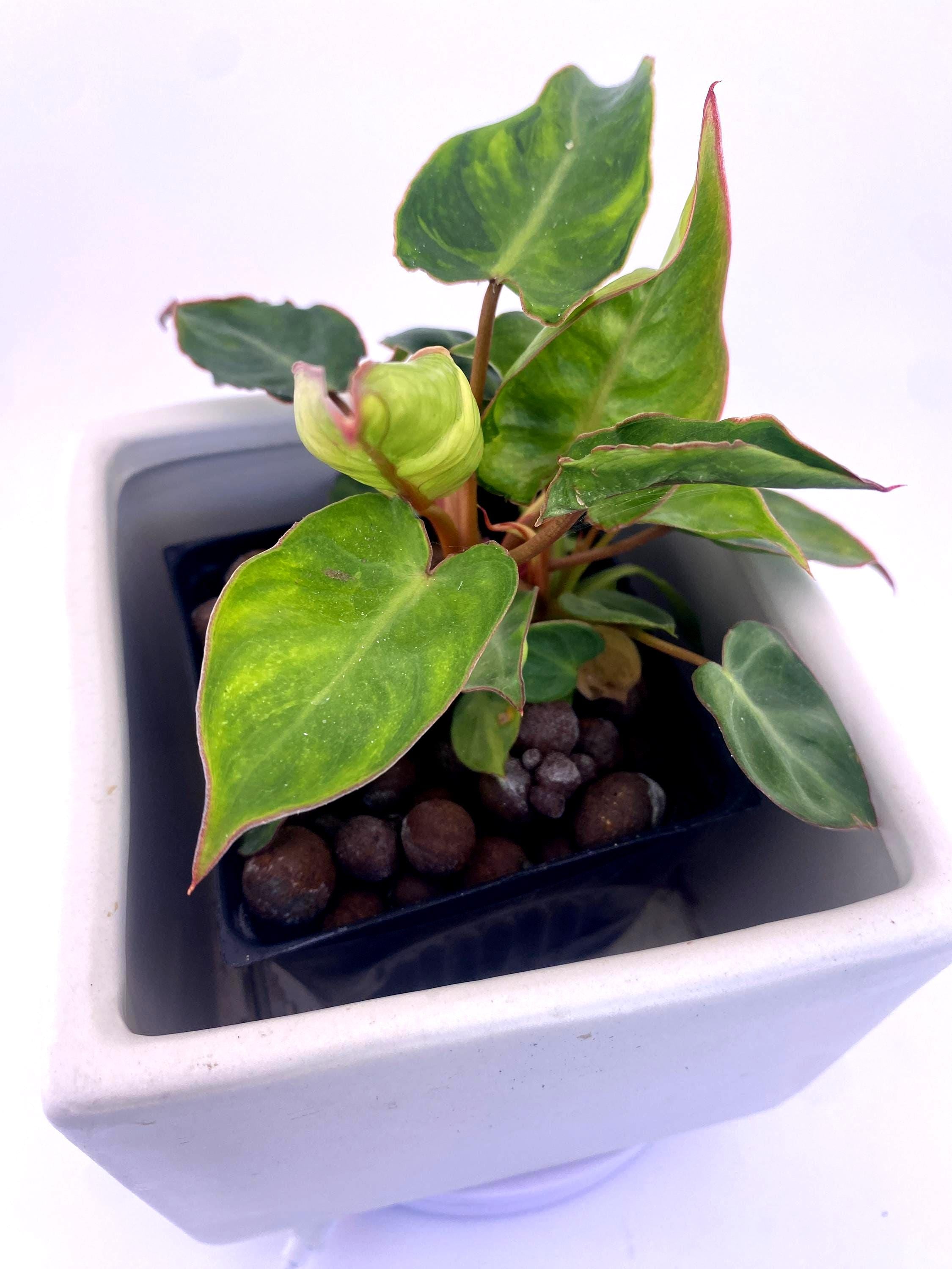 Variegated Philodendron Billietiae * Exact Plant *