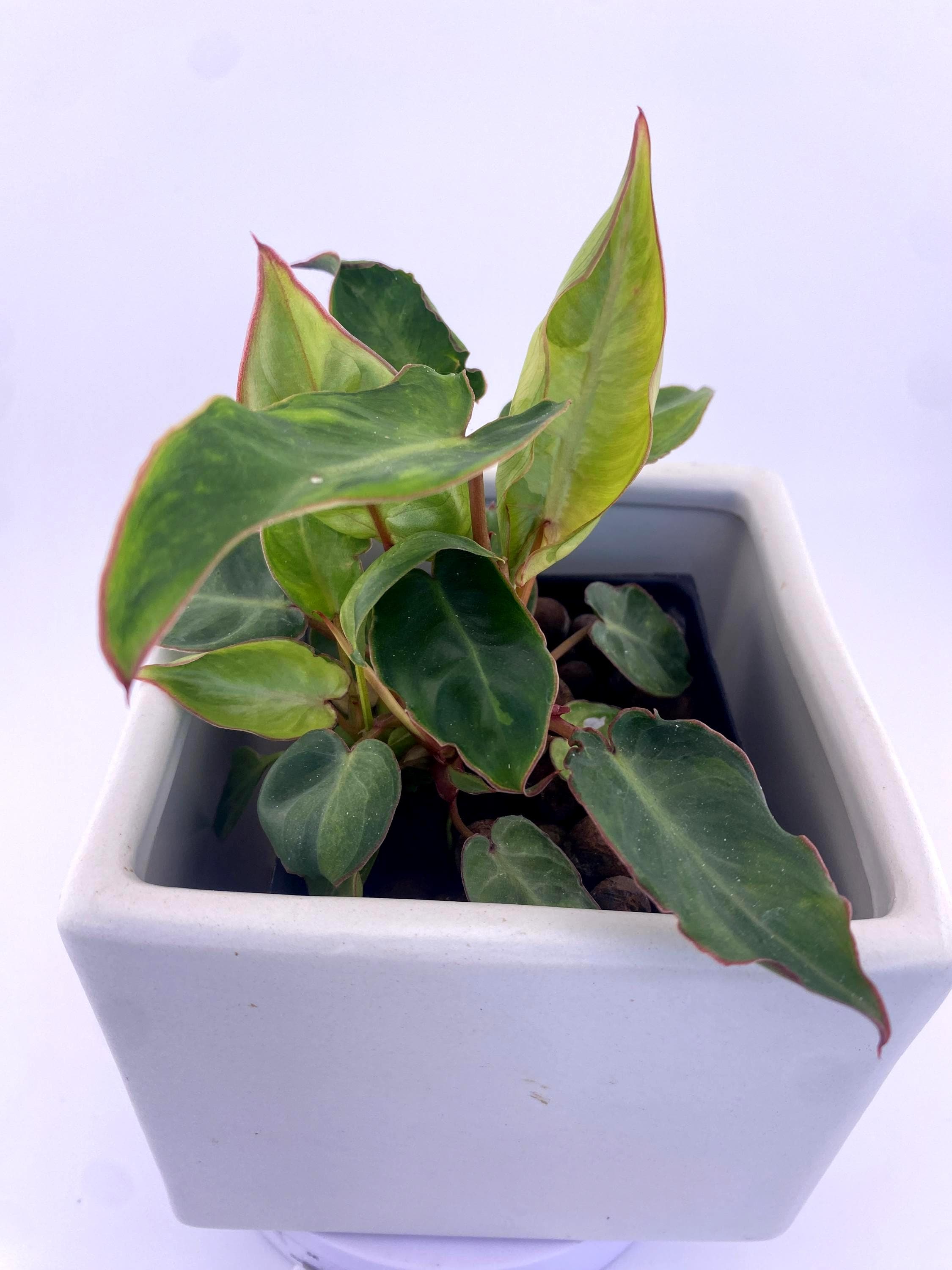 Variegated Philodendron Billietiae * Exact Plant *