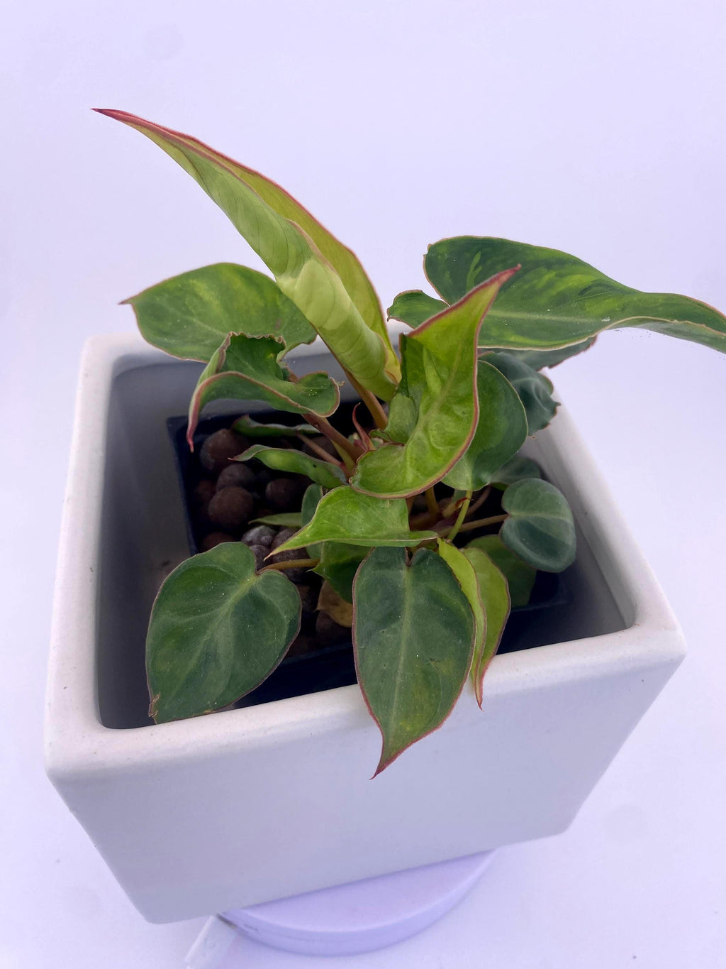 Variegated Philodendron Billietiae * Exact Plant *