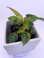 Variegated Philodendron Billietiae * Exact Plant *