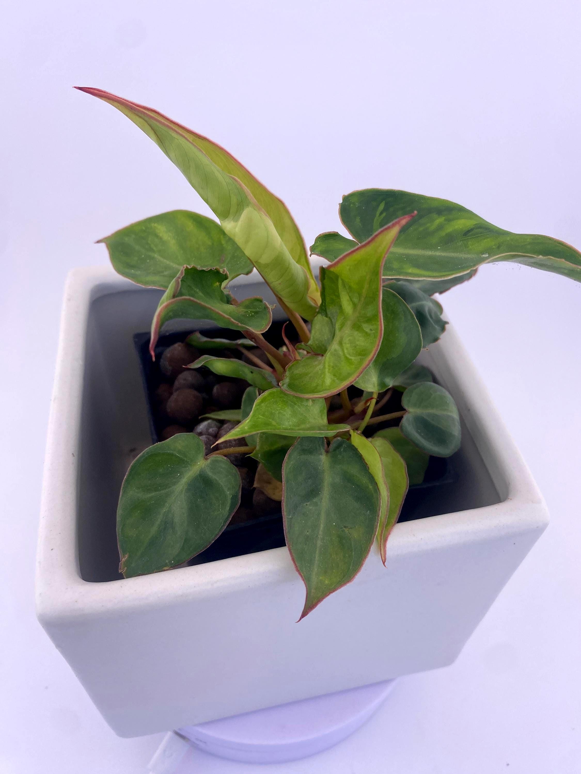Variegated Philodendron Billietiae * Exact Plant *