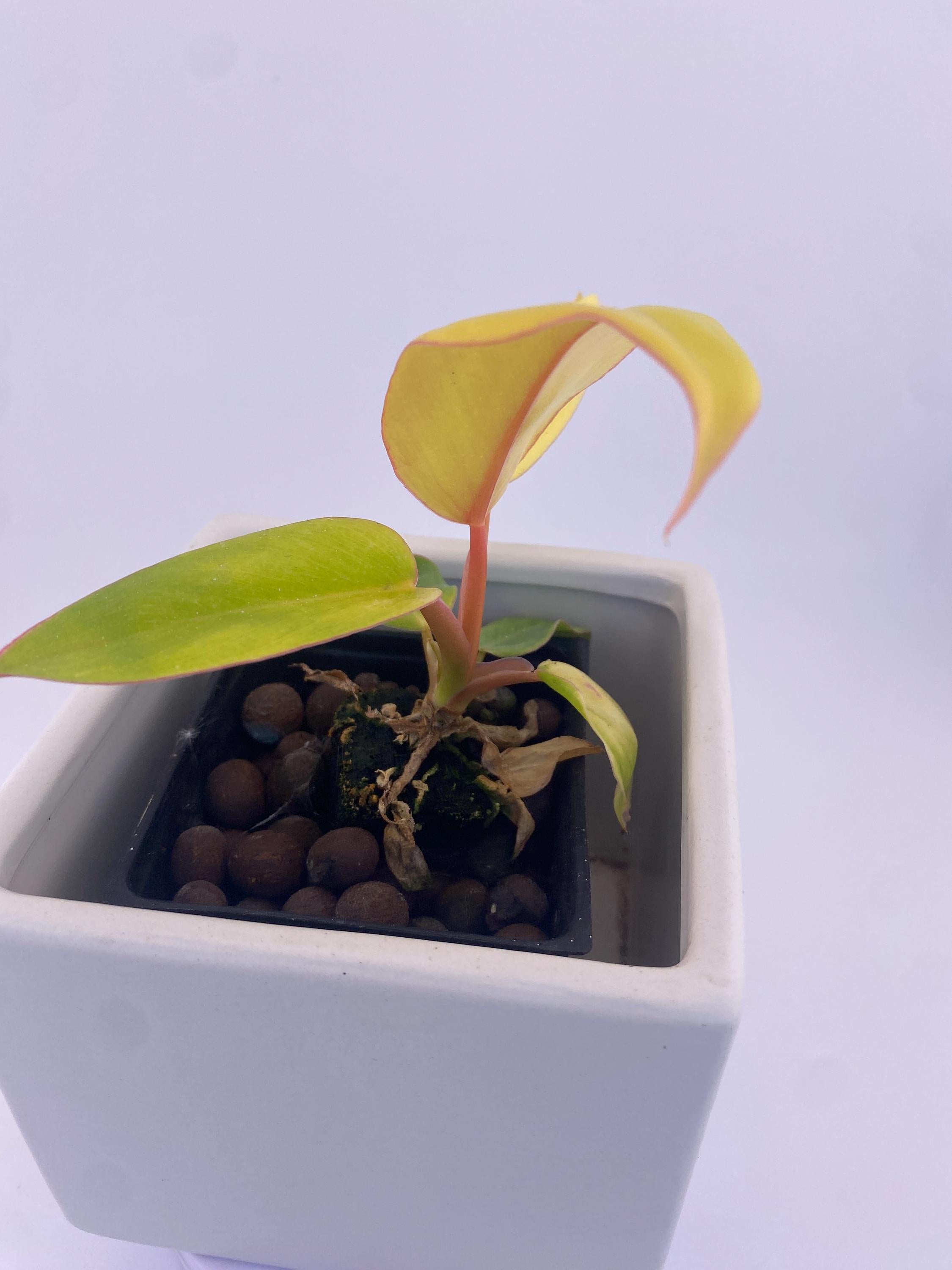 Philodendron Jungle Fever Variegated * Exact Plant *