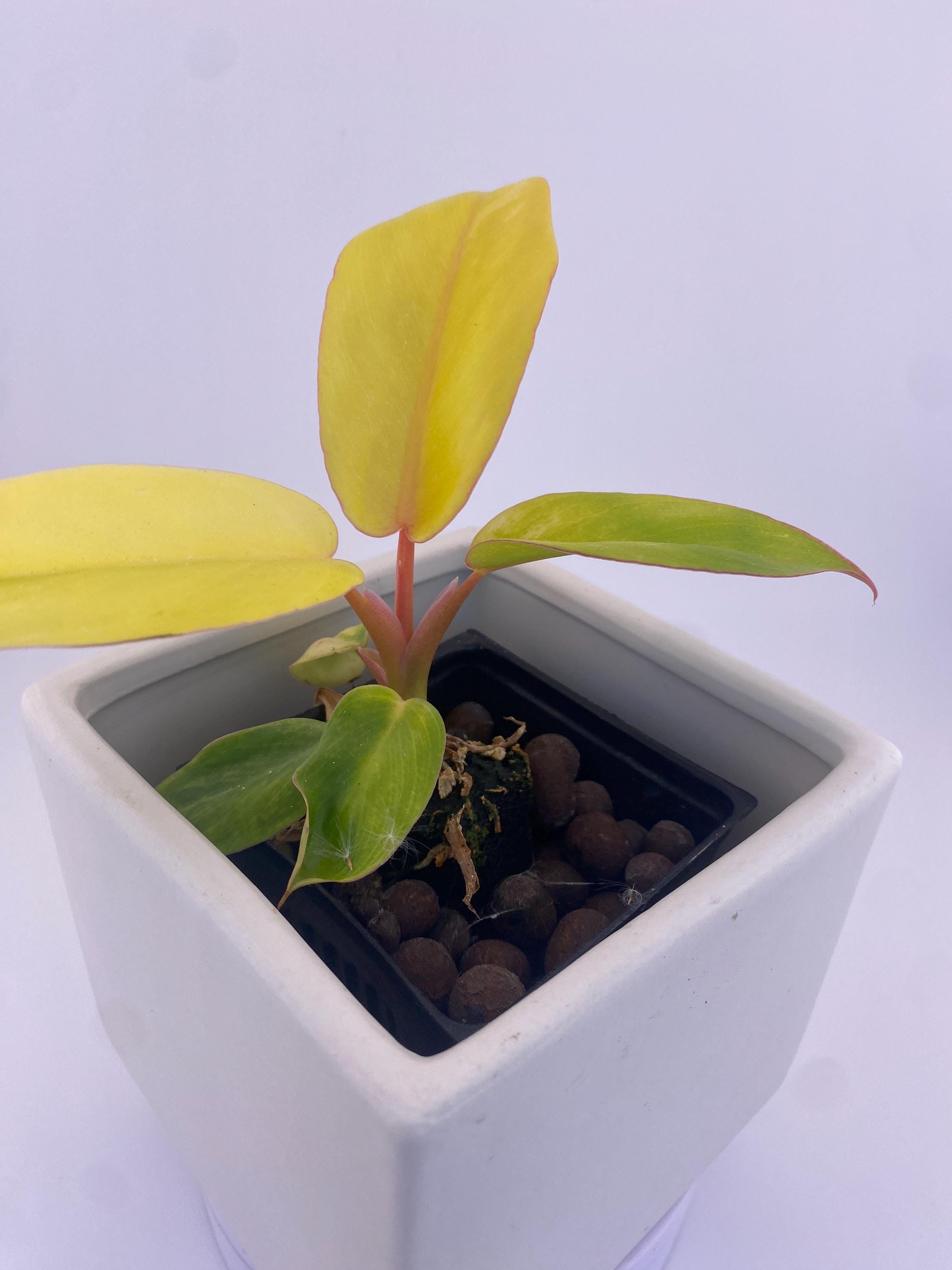 Philodendron Jungle Fever Variegated * Exact Plant *