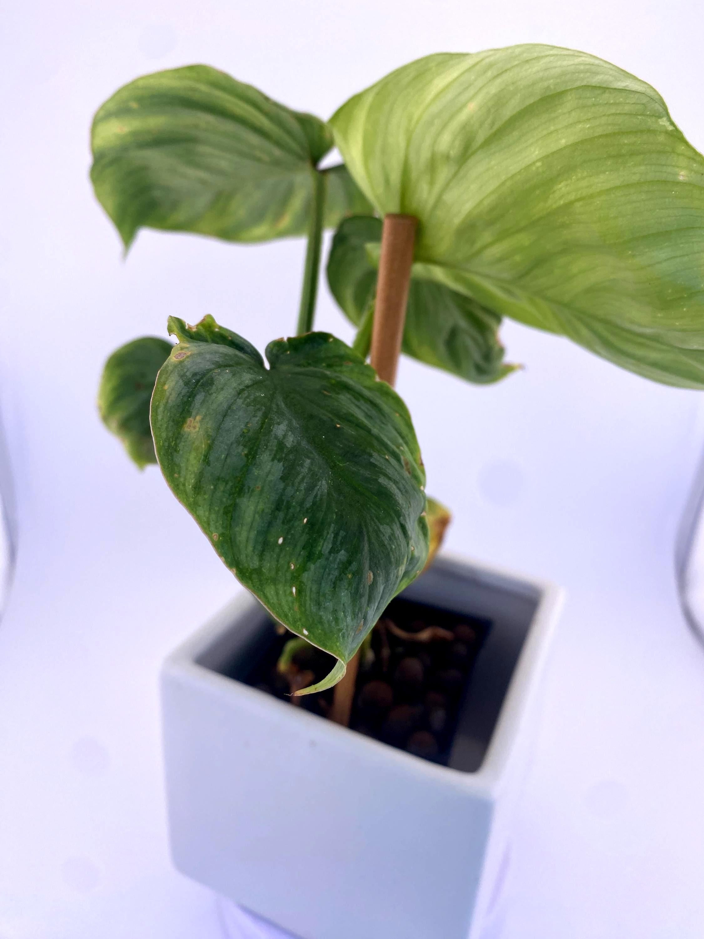 Philodendron  Mamei * Exact Plant