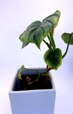 Philodendron  Mamei * Exact Plant