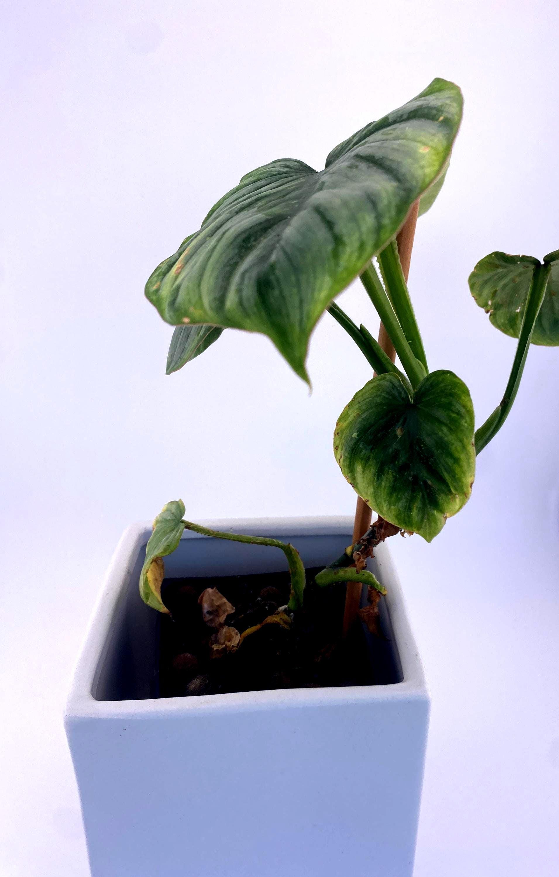 Philodendron  Mamei * Exact Plant