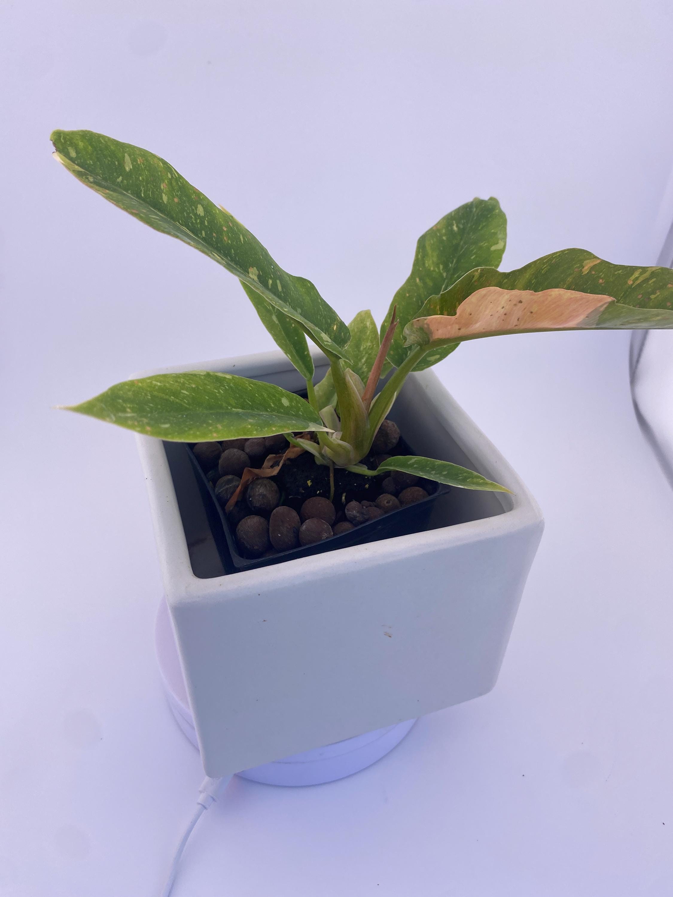 Philodendron Ring of Fire * Exact Plant