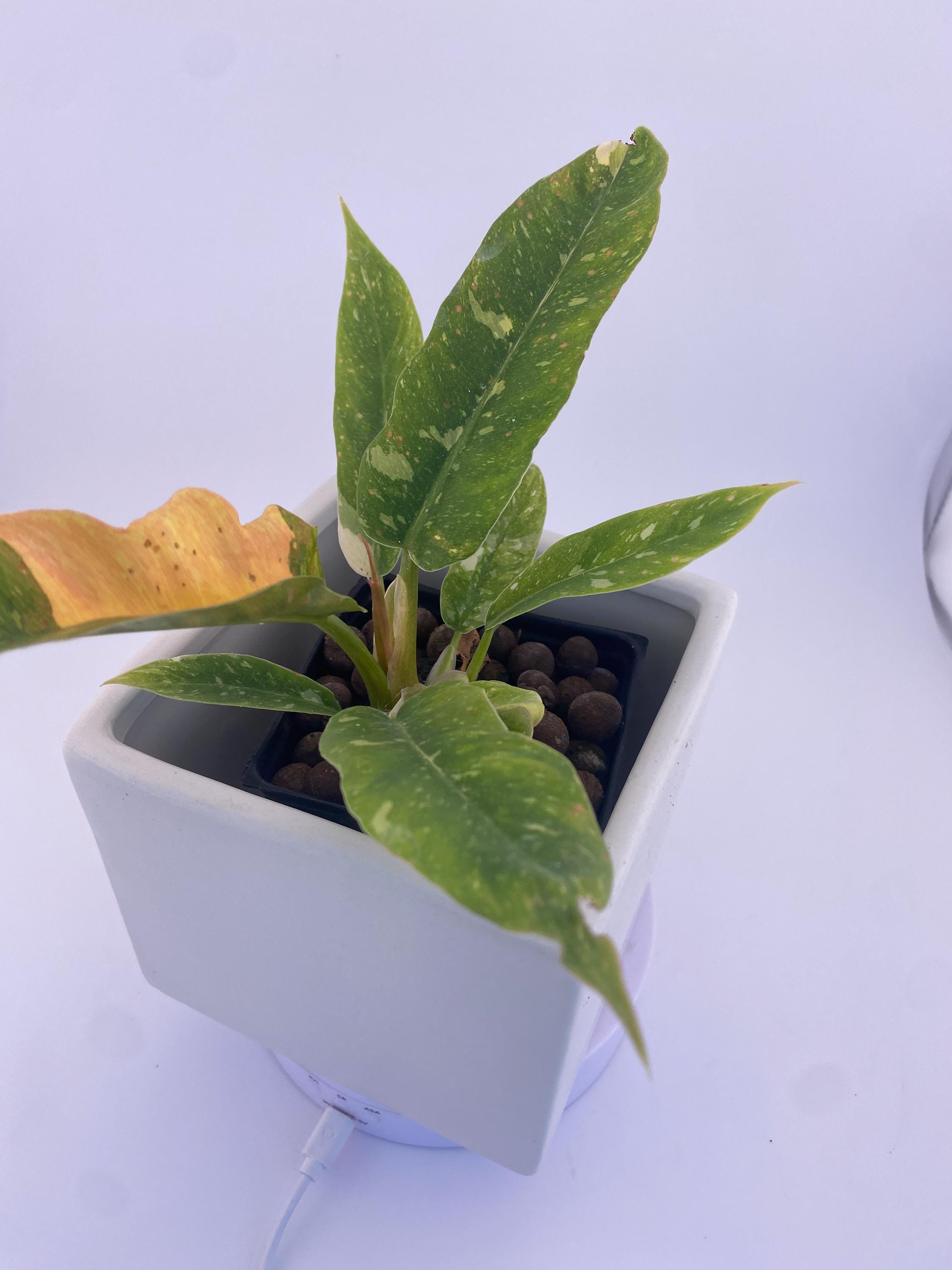 Philodendron Ring of Fire * Exact Plant
