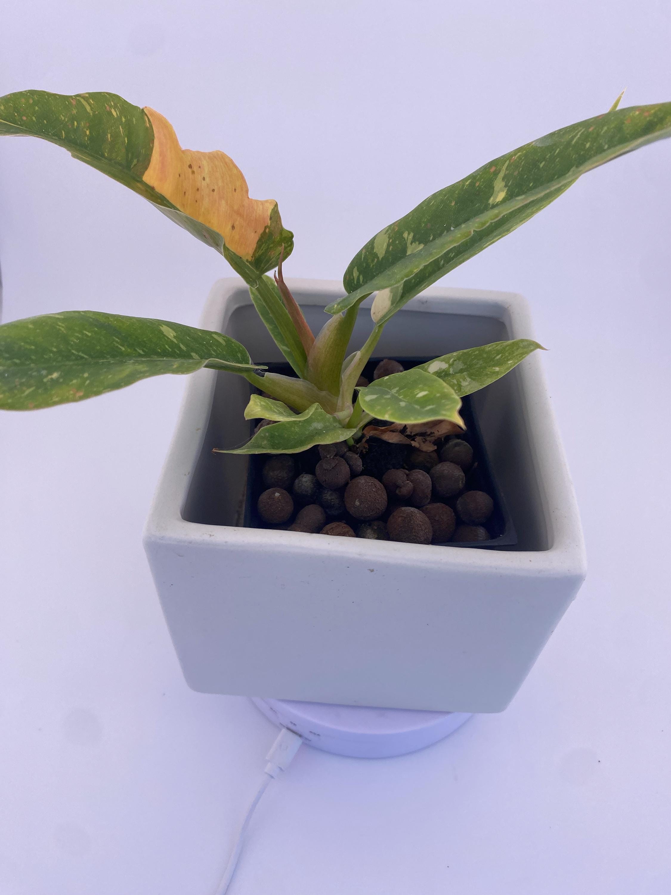 Philodendron Ring of Fire * Exact Plant