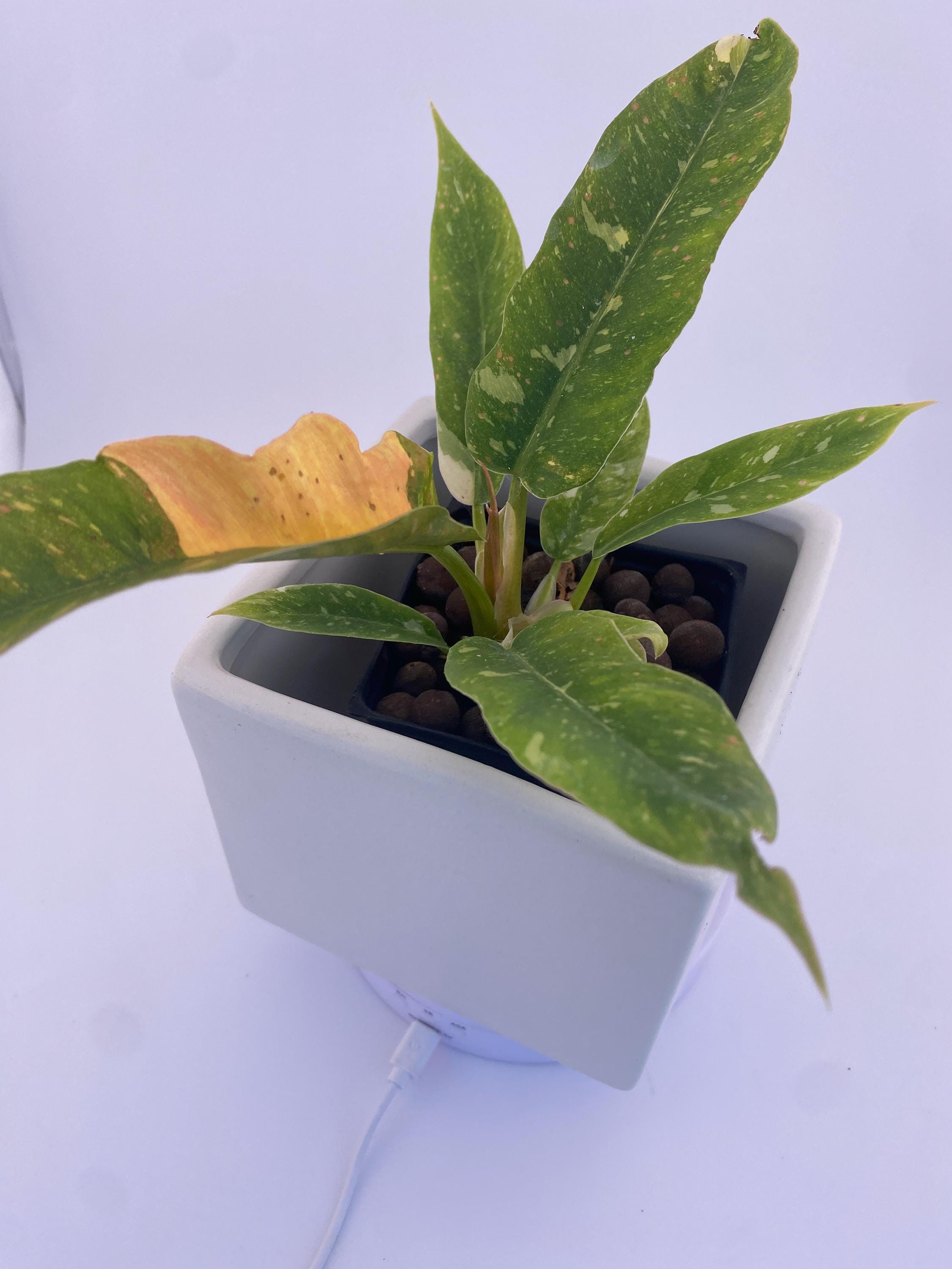 Philodendron Ring of Fire * Exact Plant