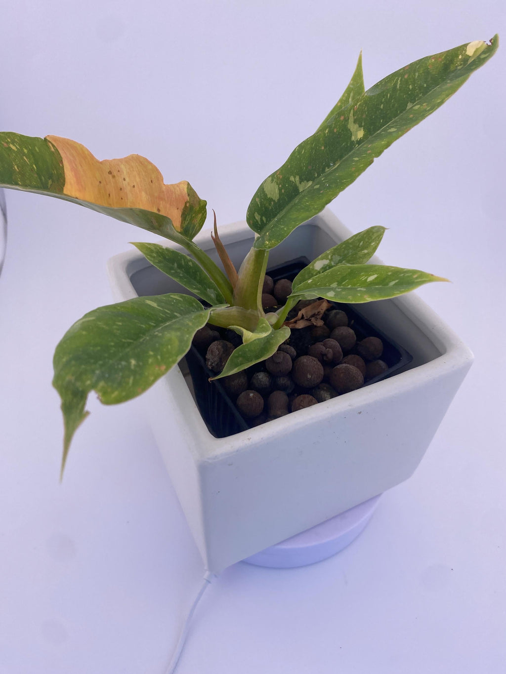 Philodendron Ring of Fire * Exact Plant