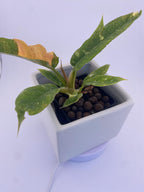 Philodendron Ring of Fire * Exact Plant