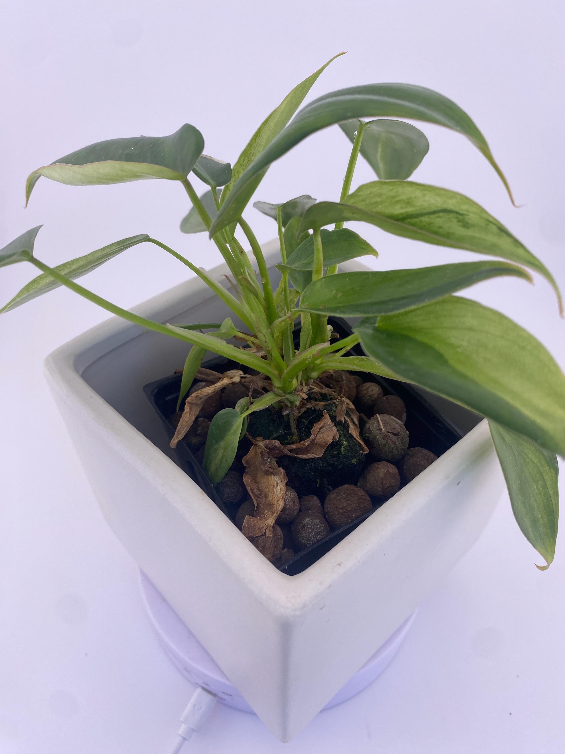 Philodendron Variegated Longilobatum * Exact Plant