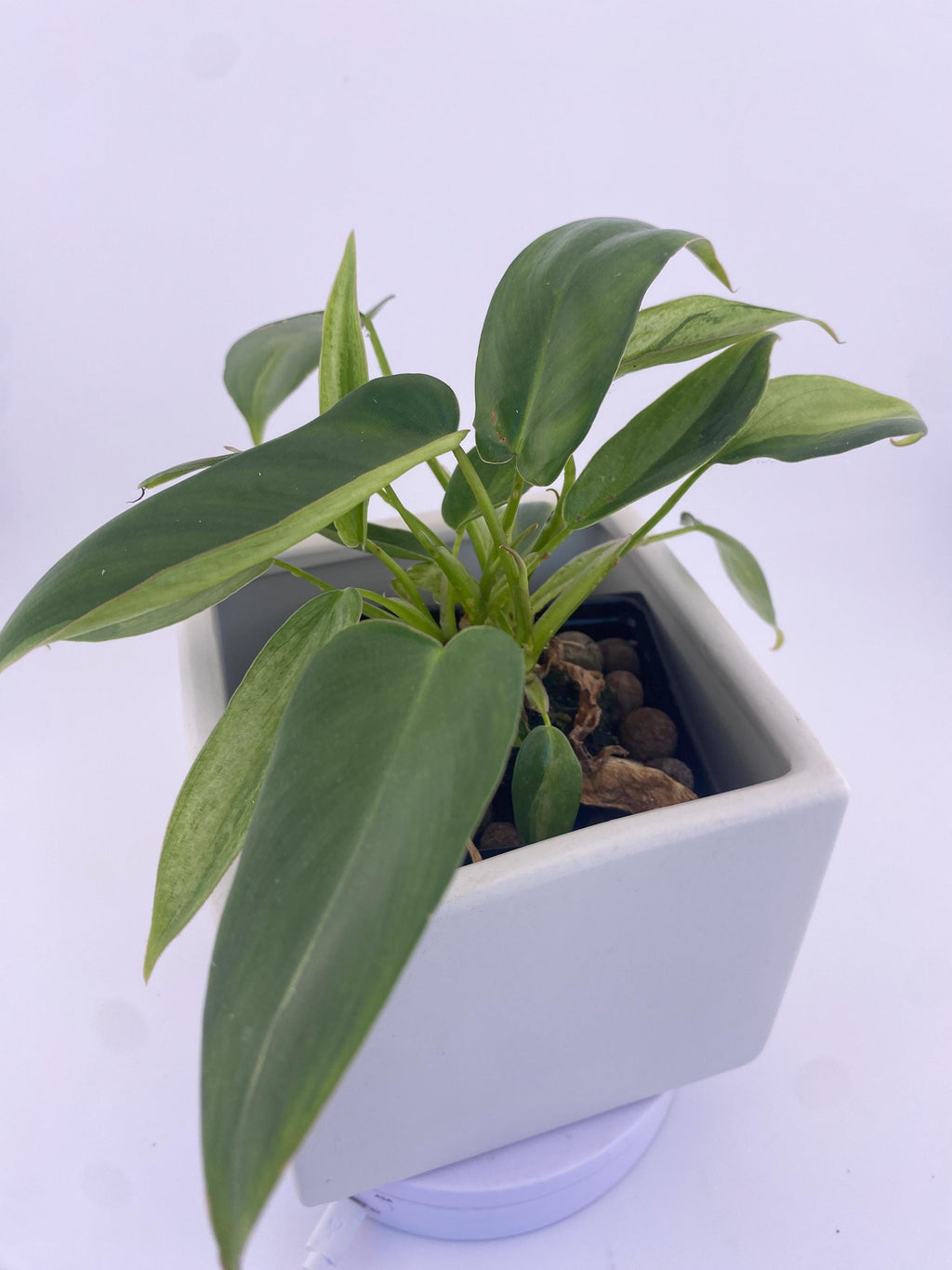 Philodendron Variegated Longilobatum * Exact Plant