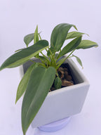 Philodendron Variegated Longilobatum * Exact Plant