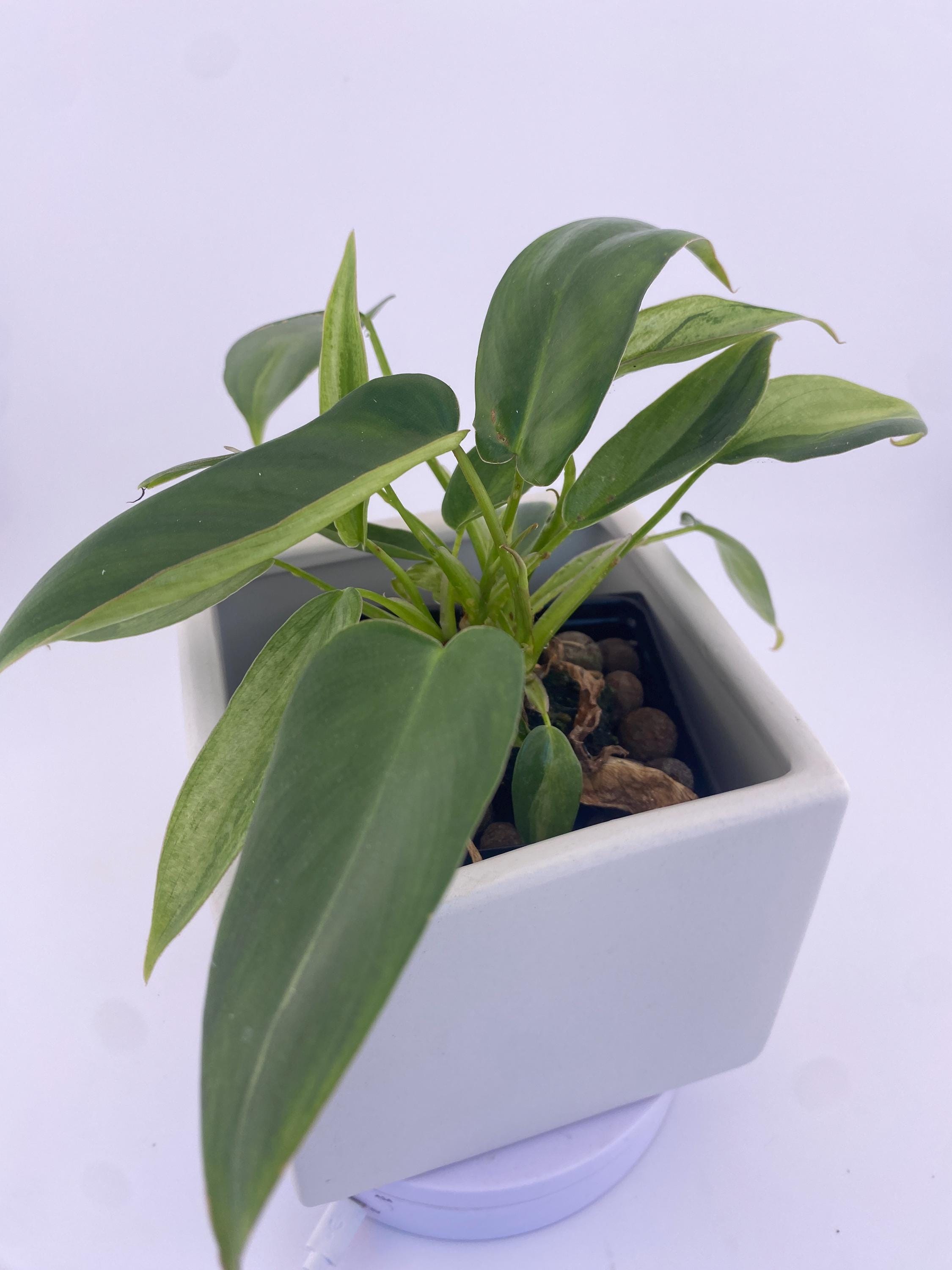 Philodendron Variegated Longilobatum * Exact Plant