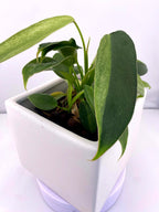 Philodendron Variegated Longilobatum * Exact Plant
