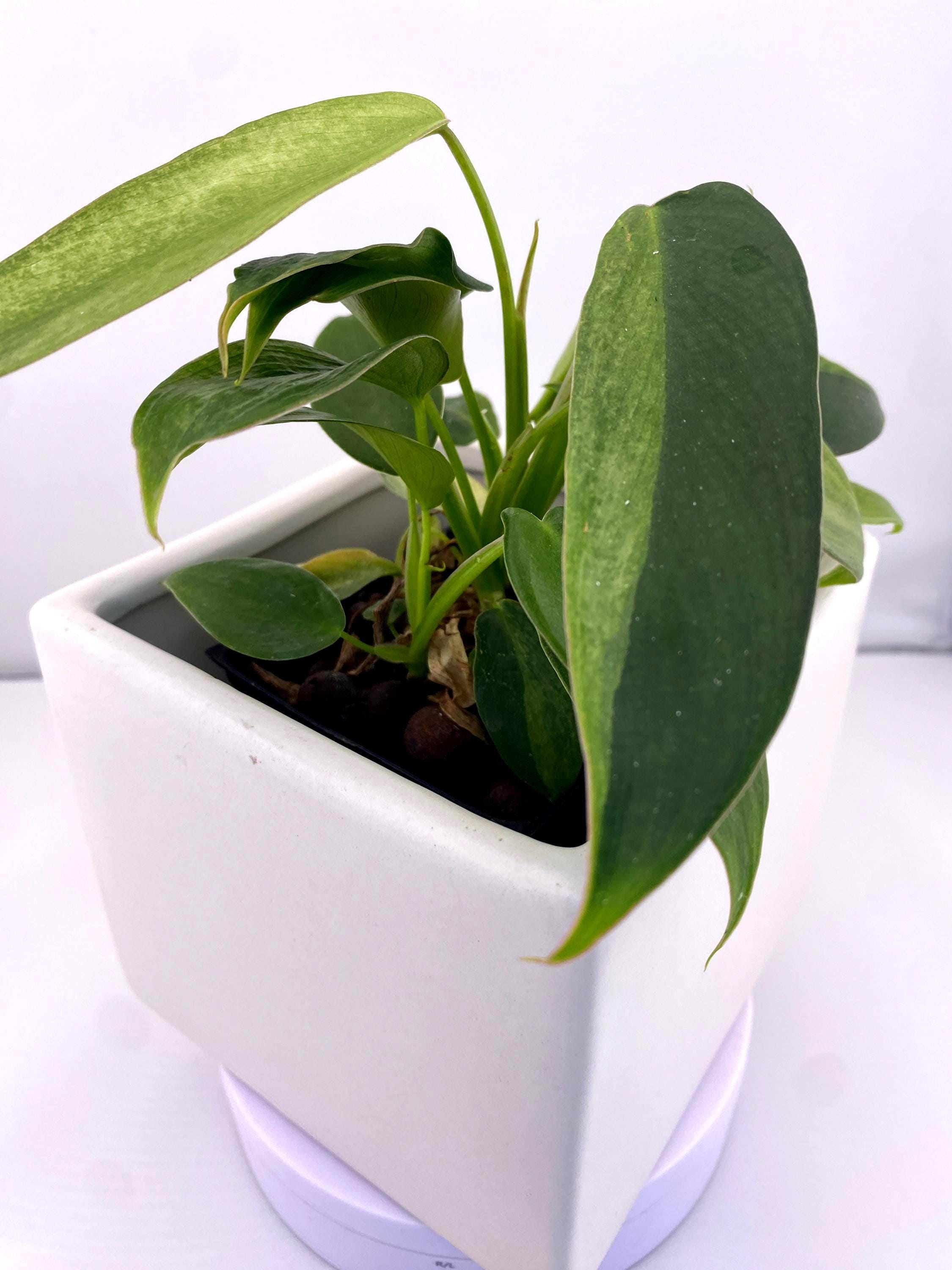 Philodendron Variegated Longilobatum * Exact Plant