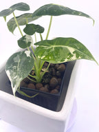Alocasia Frydek * Exact Plant