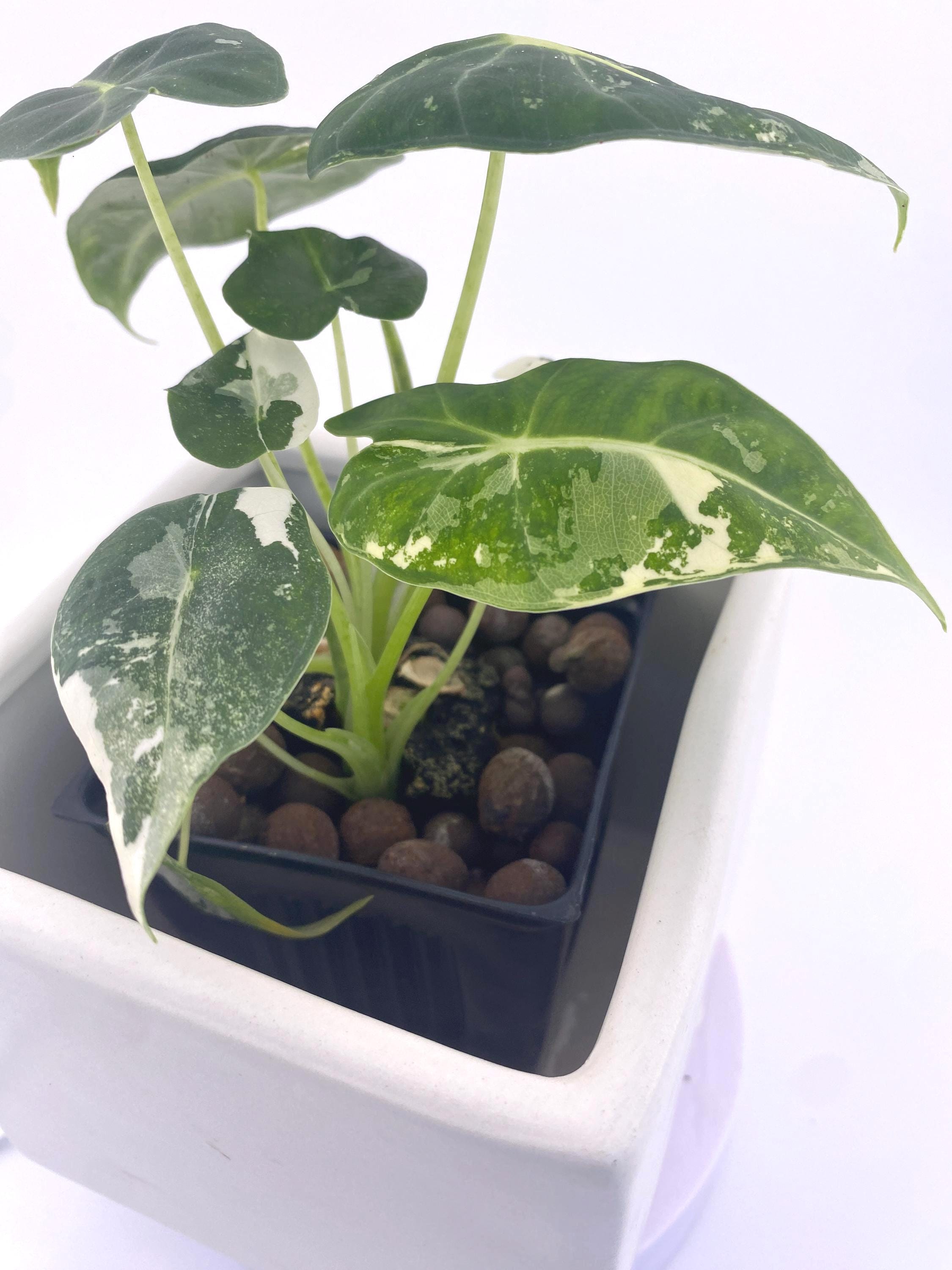 Alocasia Frydek * Exact Plant